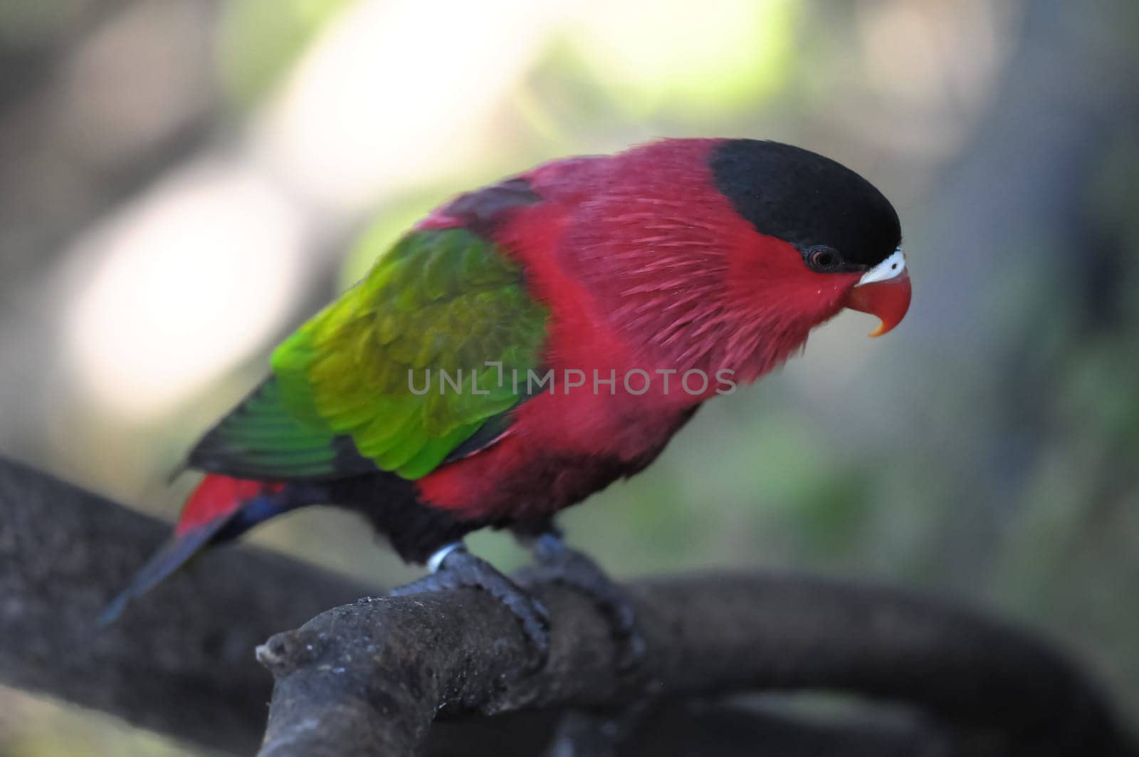Colored Elegant Parrot Bird on a Blurred Background