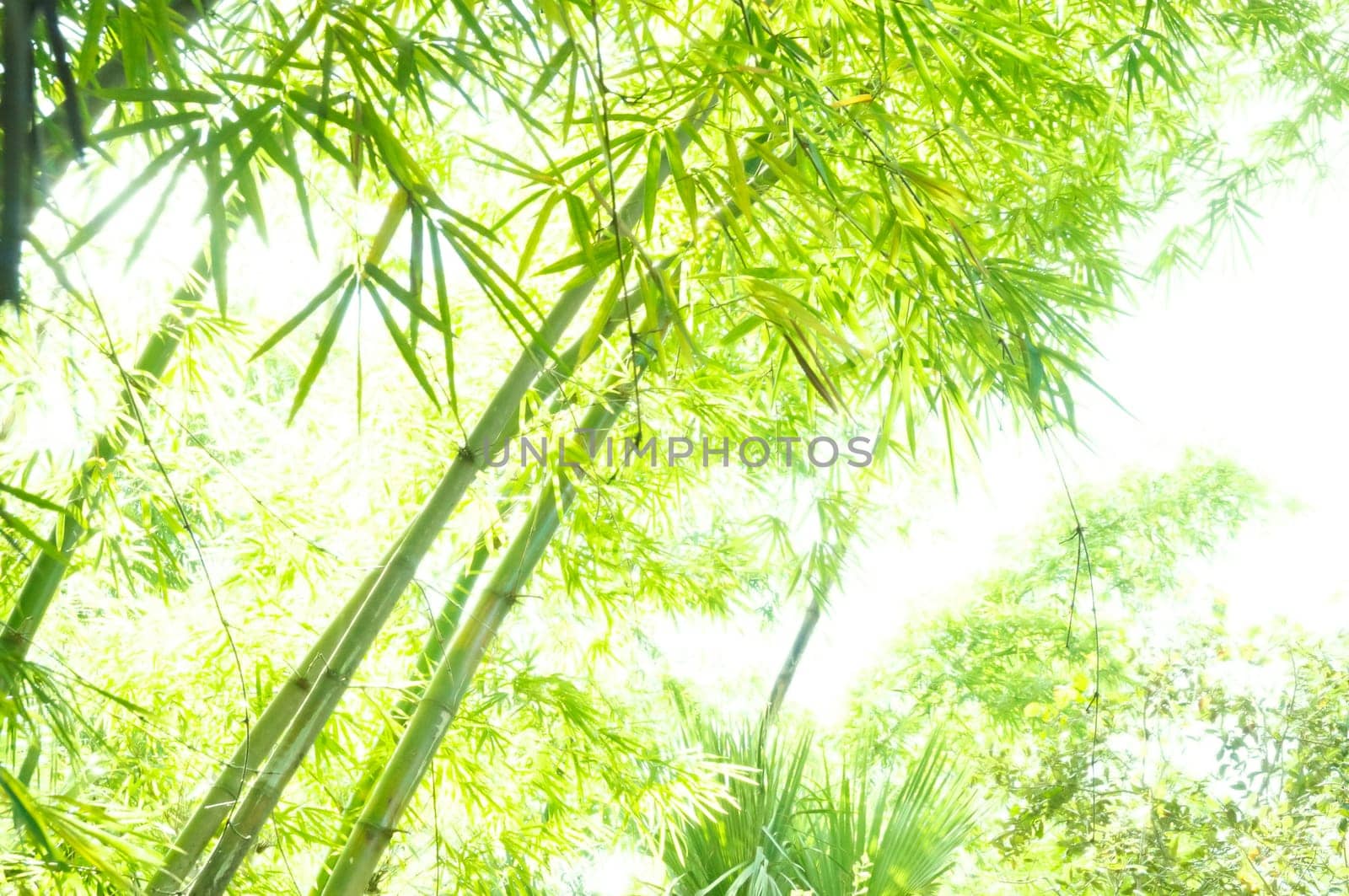 Hi key image of a bamboo forest, with the bamboo curving through the image giving it an asian art effect.