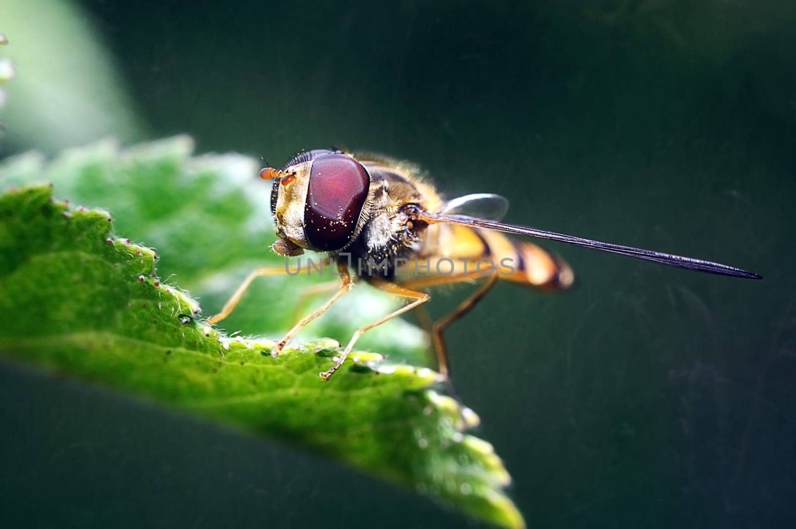 yellow fly looks like a sting