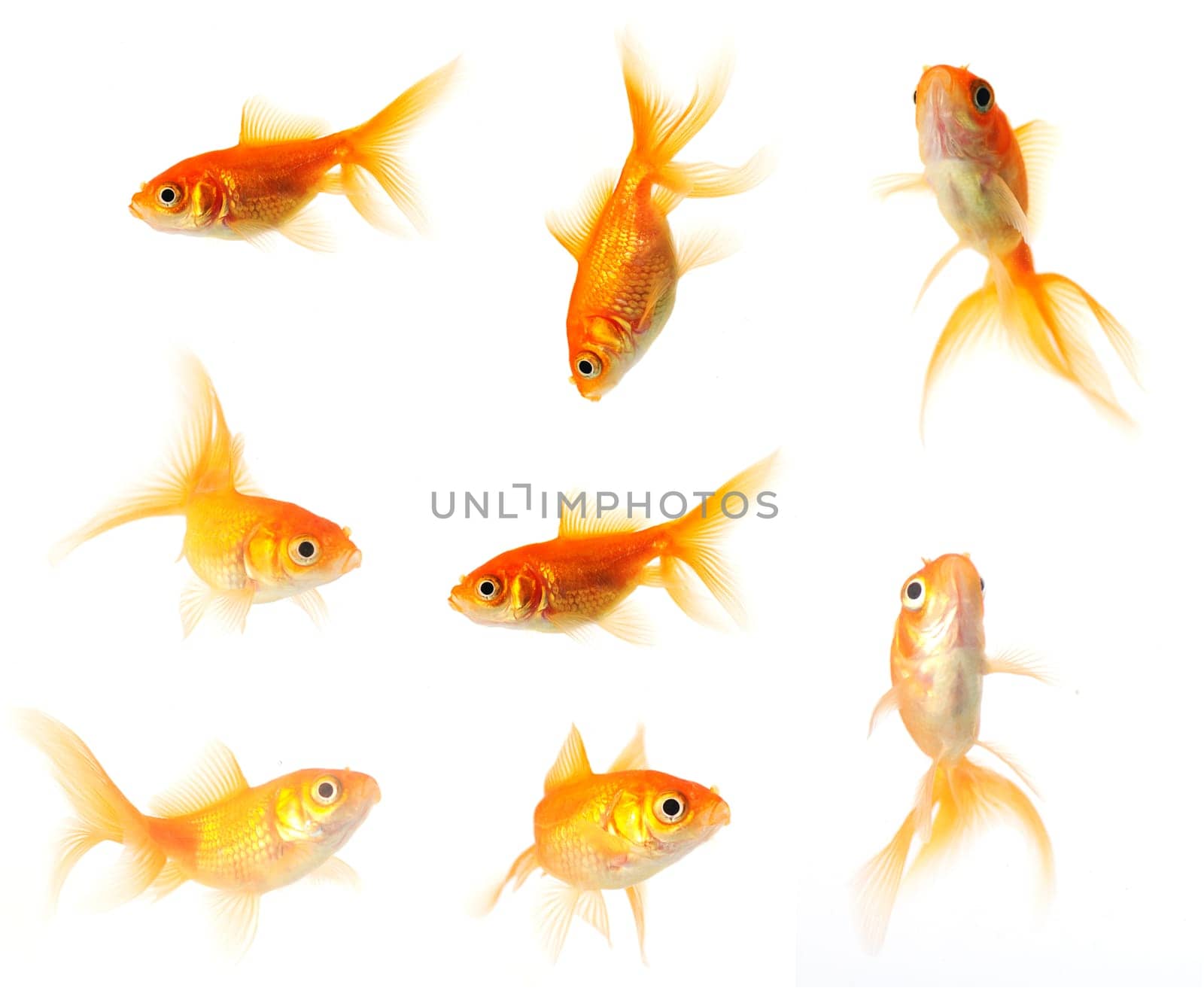collection of goldfish isolated on white in 24mp. file