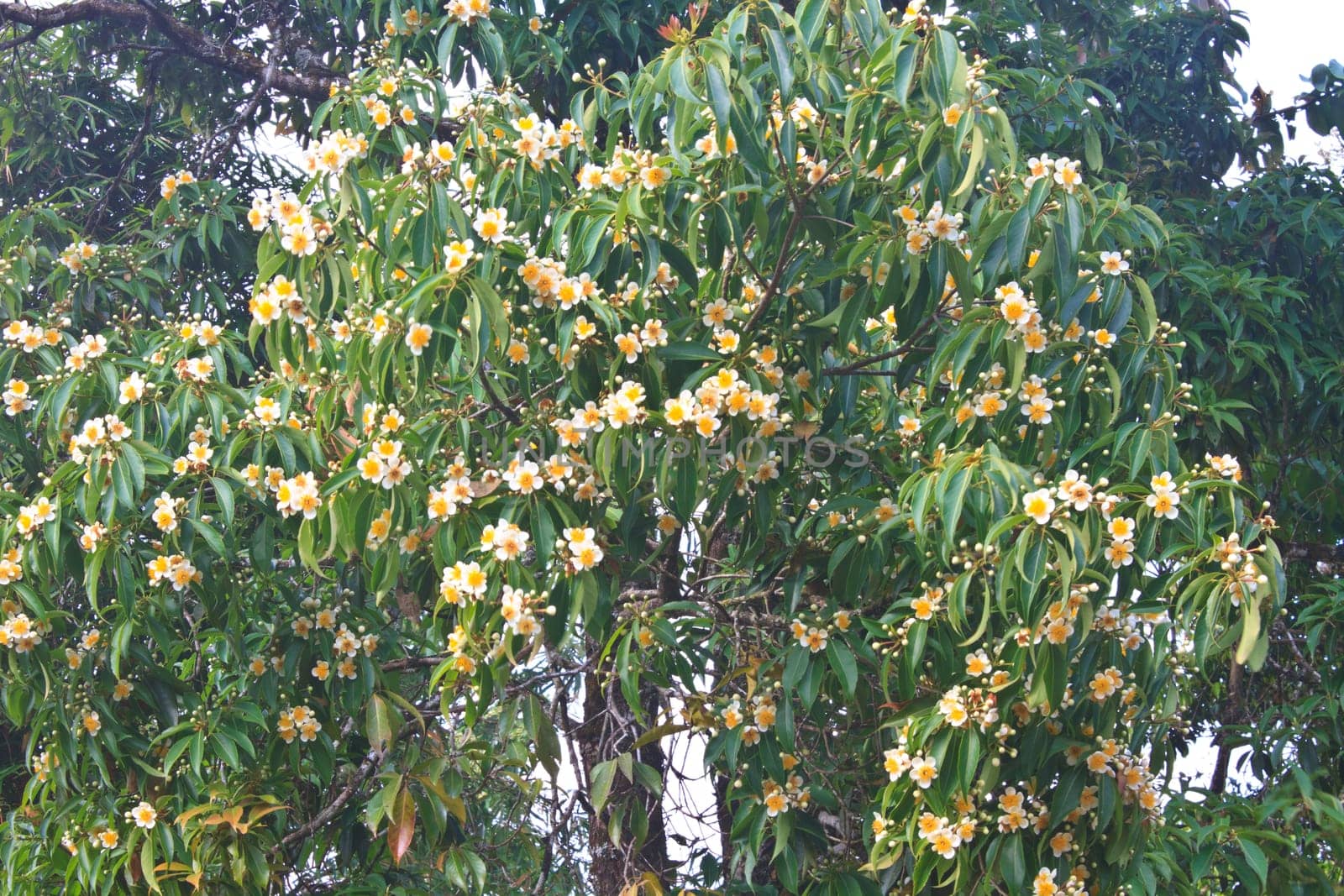 flower from Thailand, close up Schima wallichii flower in forest Thailand