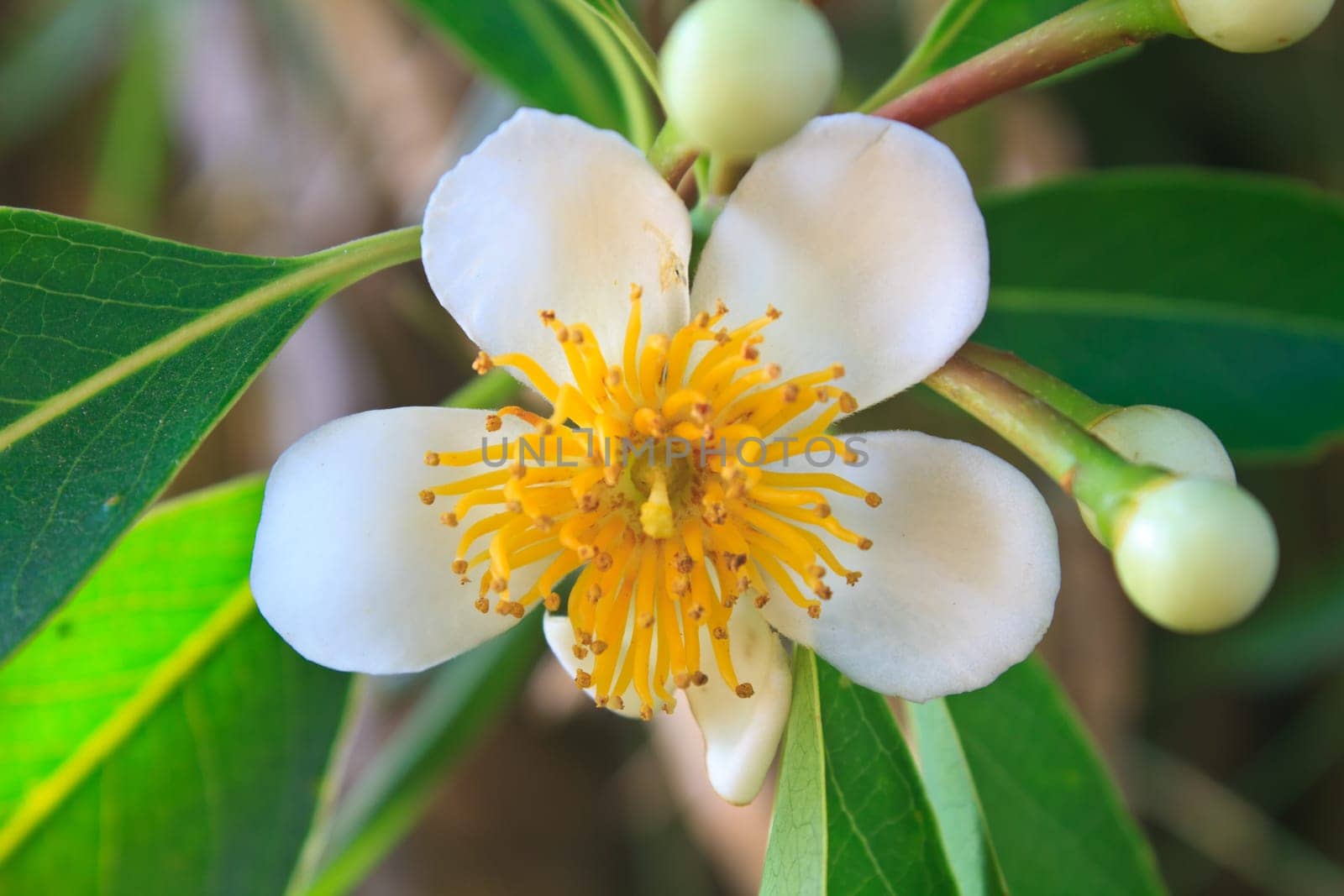 flower from Thailand, close up Schima wallichii flower in forest Thailand