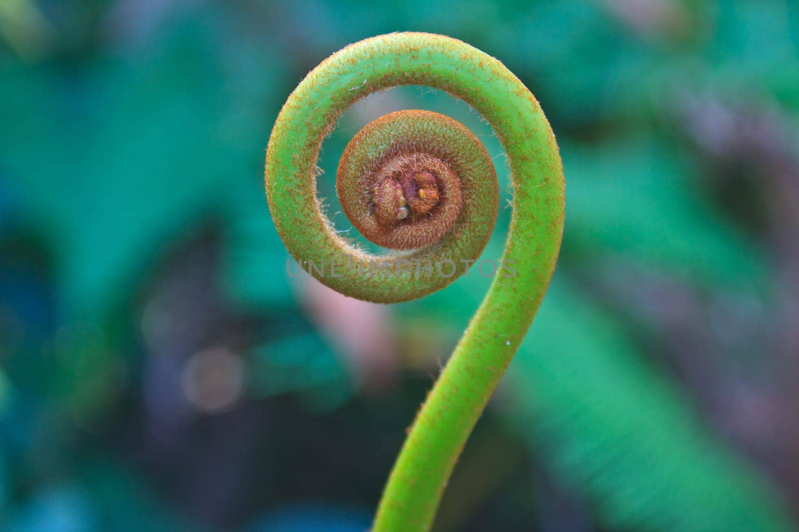 Young fern leaf close up on background