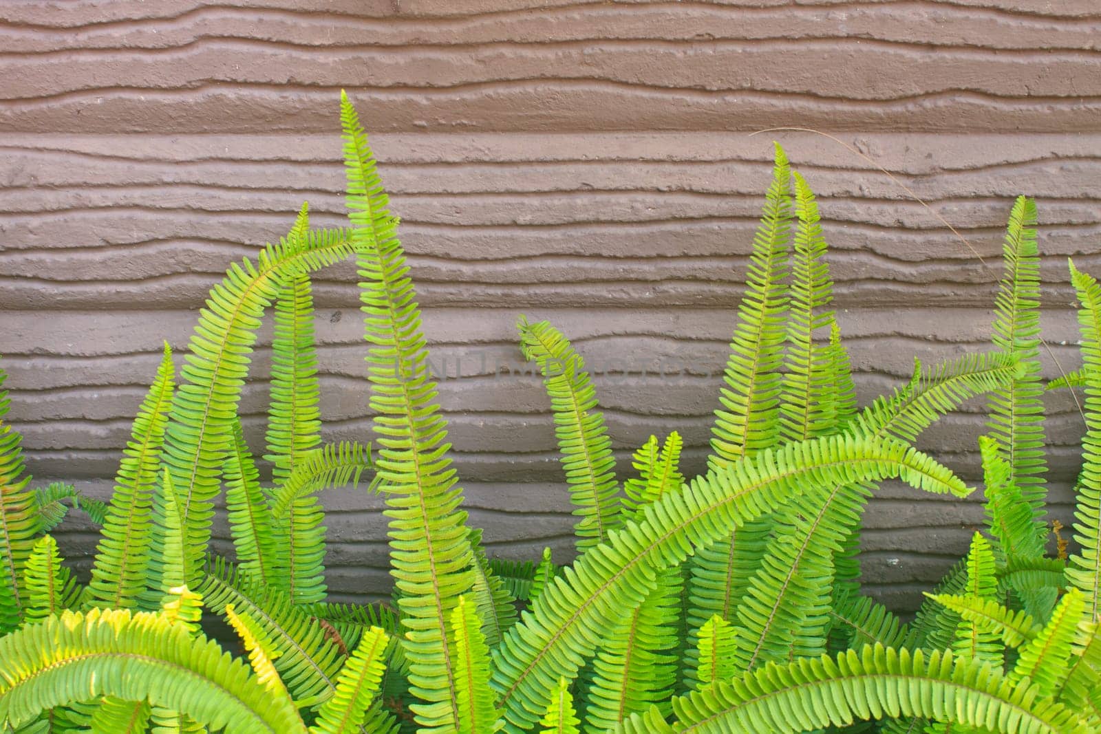 Fern on stone wall in garden