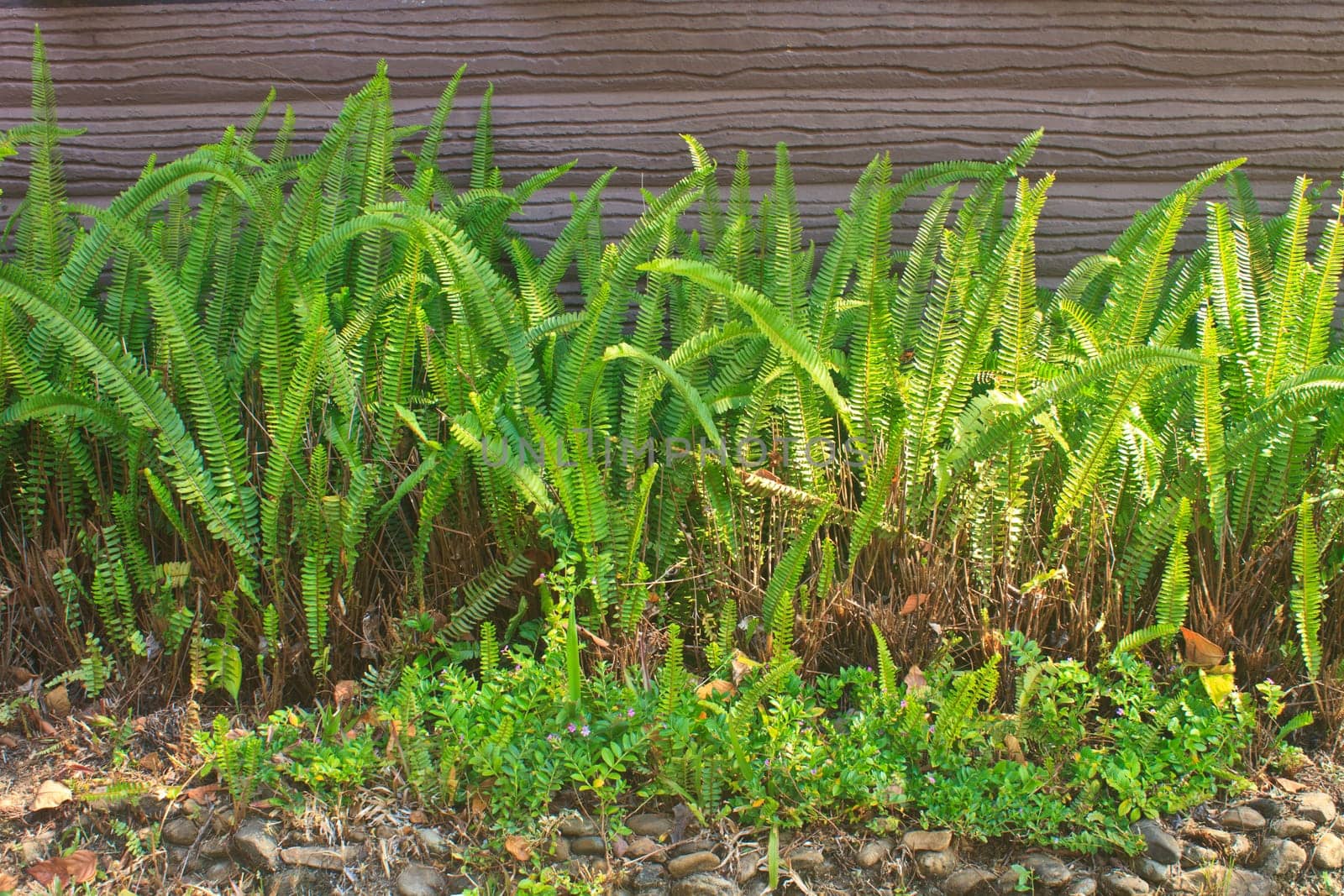 Fern on stone wall in garden
