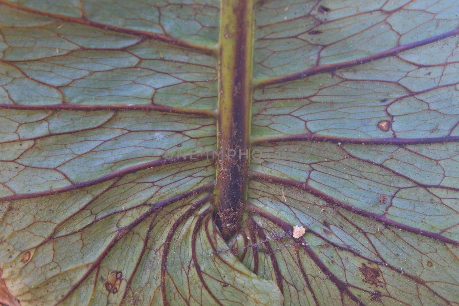 Fern, Natural abstraction in forest Aglaomorpha coronans