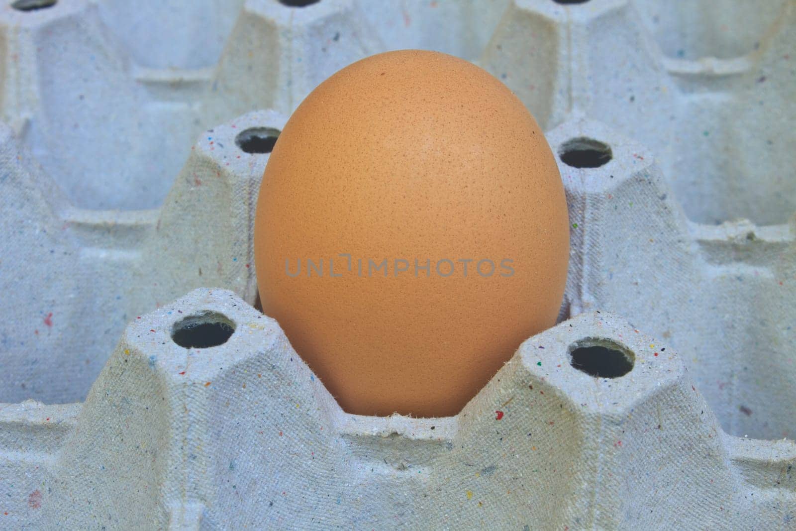 Chicken eggs in egg tray