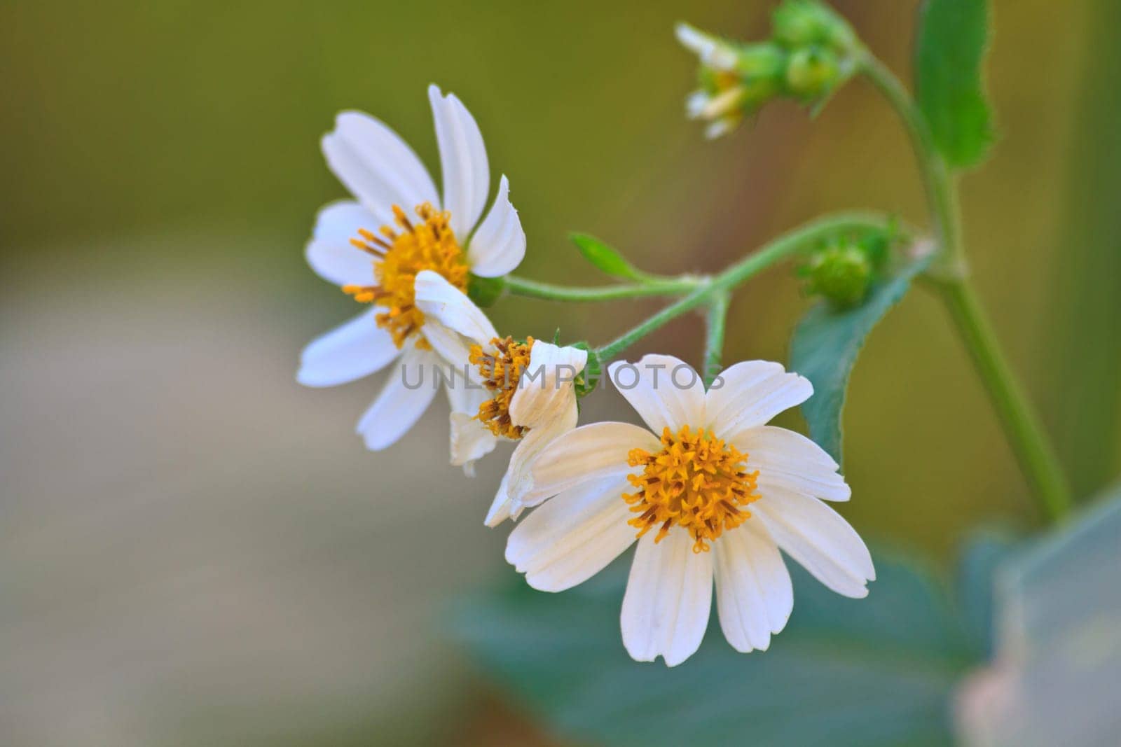 flower from Thailand, close up Portulaca white flower in forest Thailand
