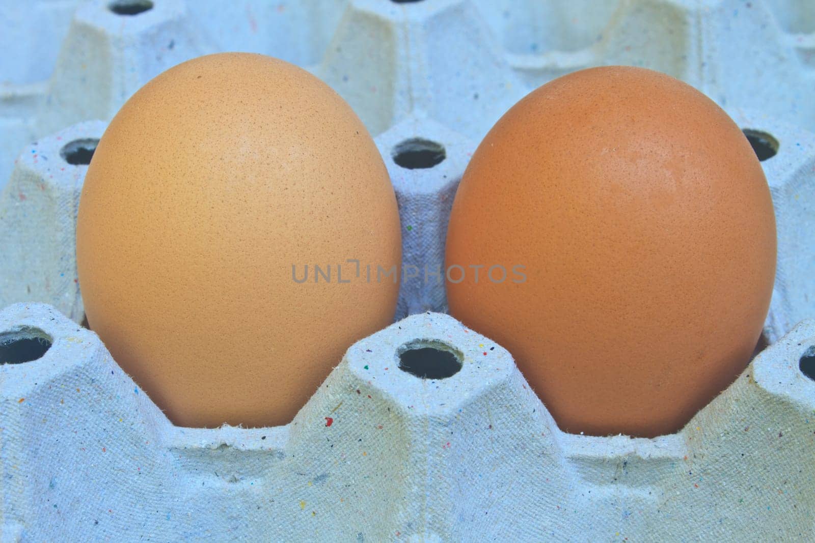 Chicken eggs in egg tray