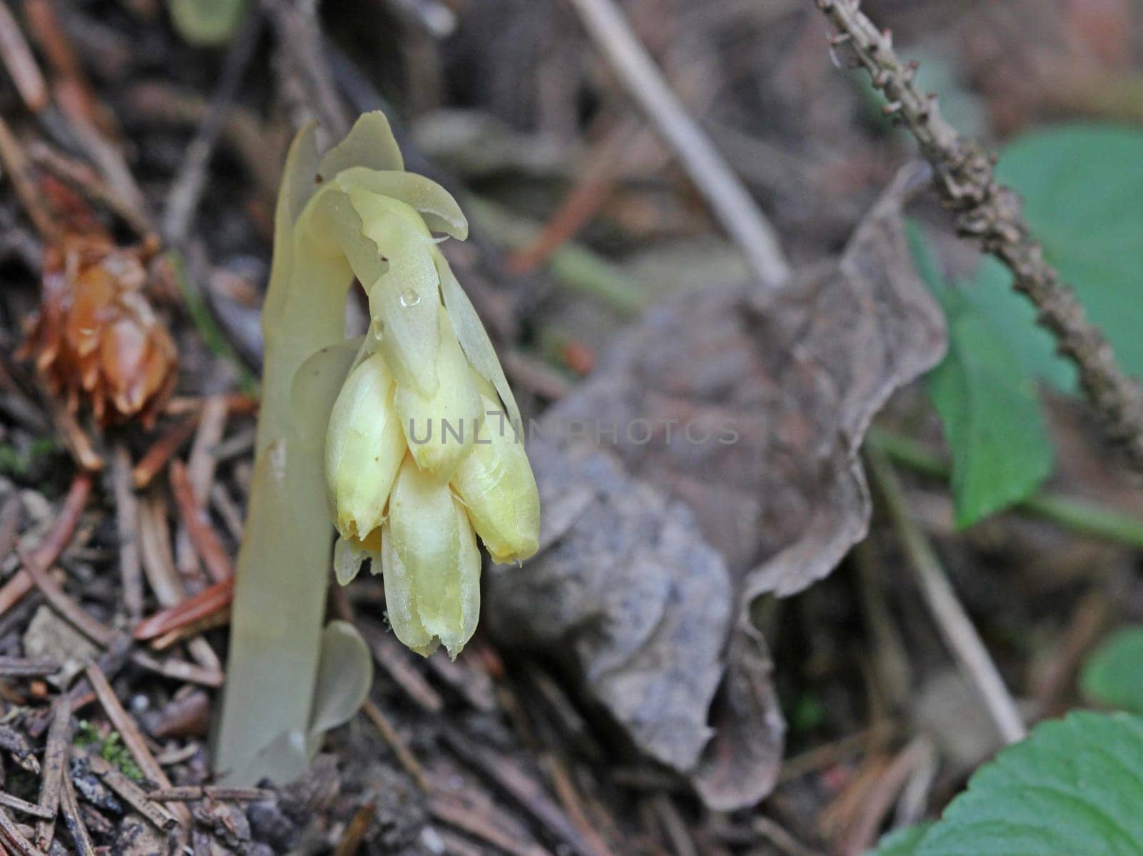 Spruce asparagus (Monotropa hypopitys)