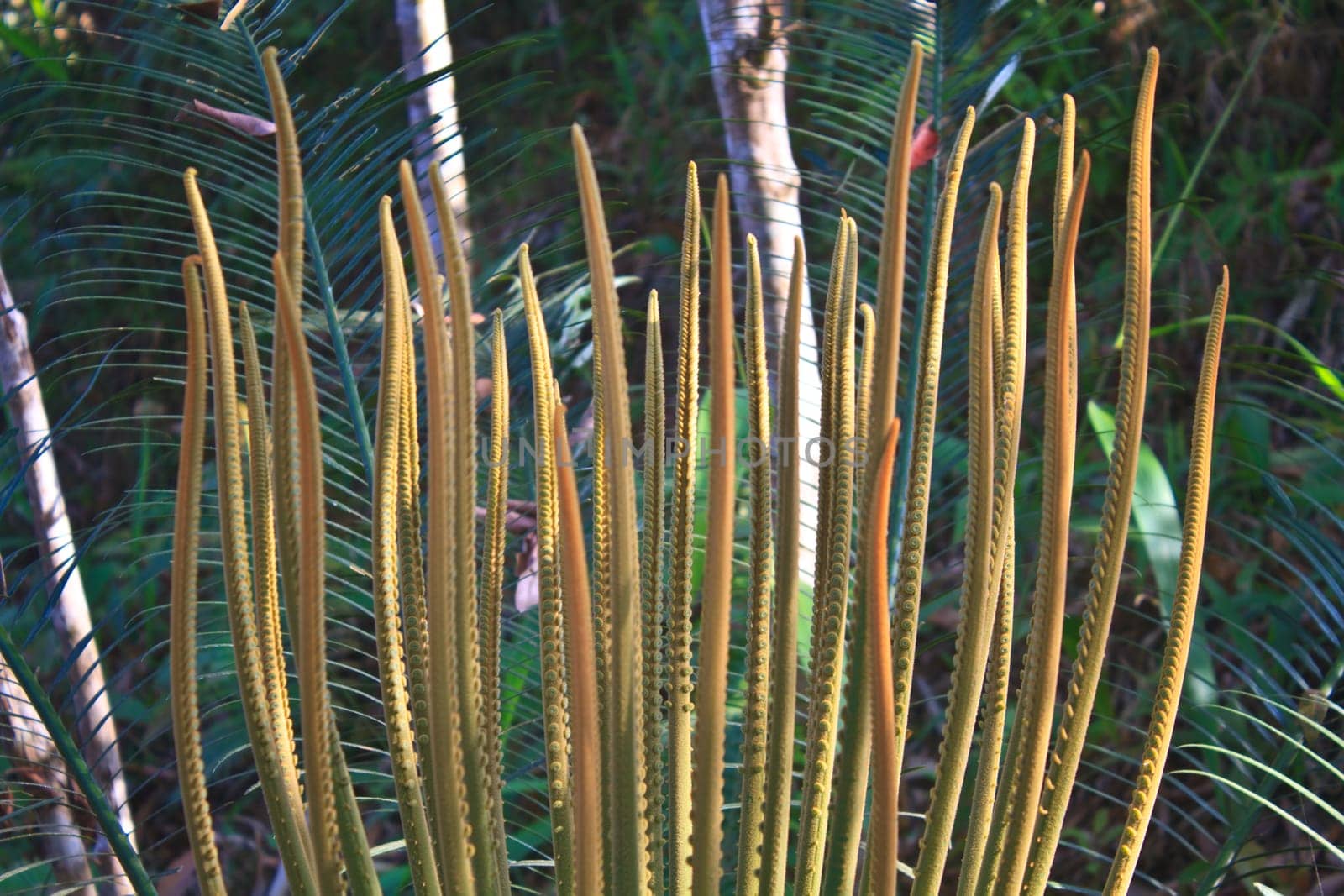 cycad budding in spring with new leaves