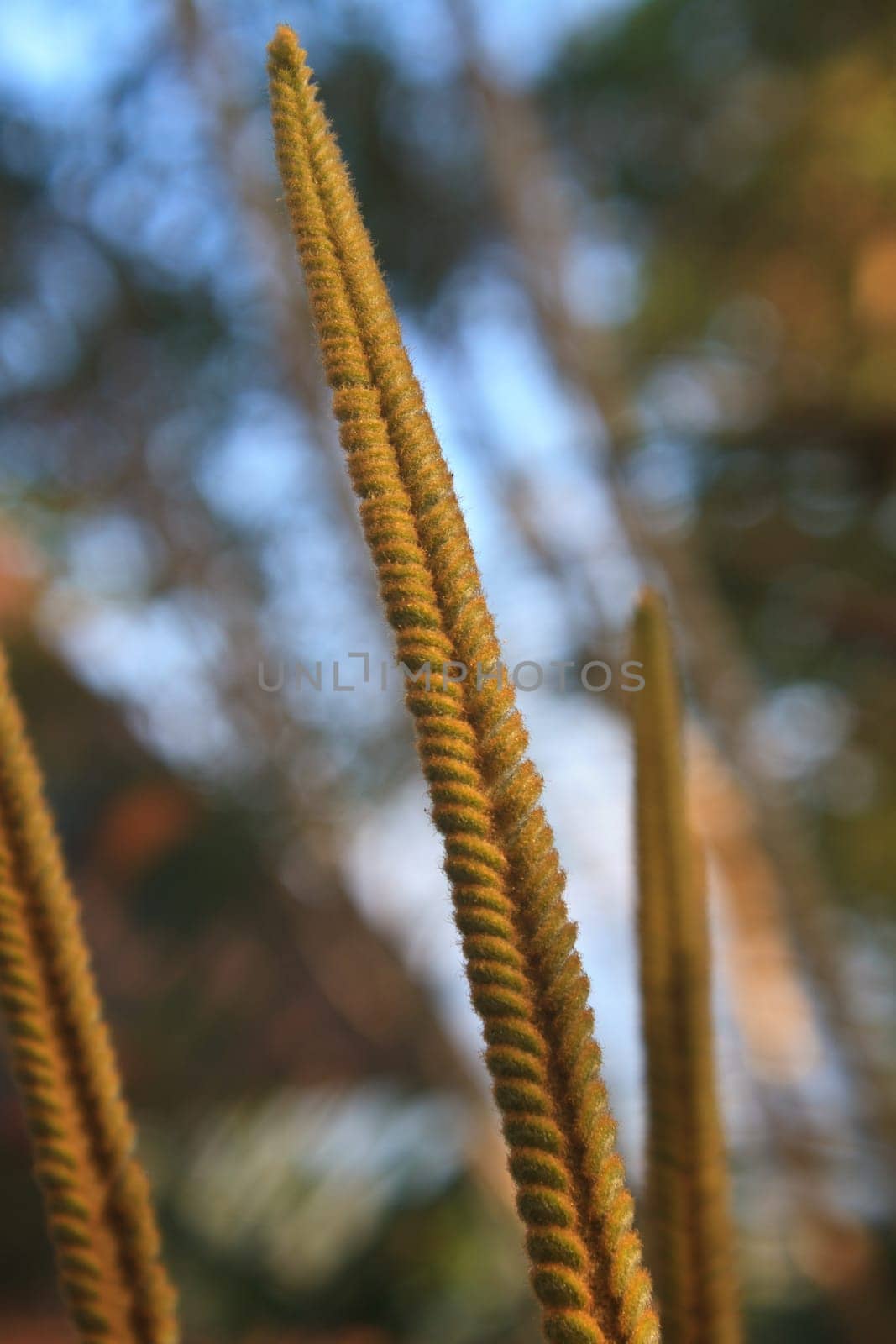 cycad budding in spring with new leaves