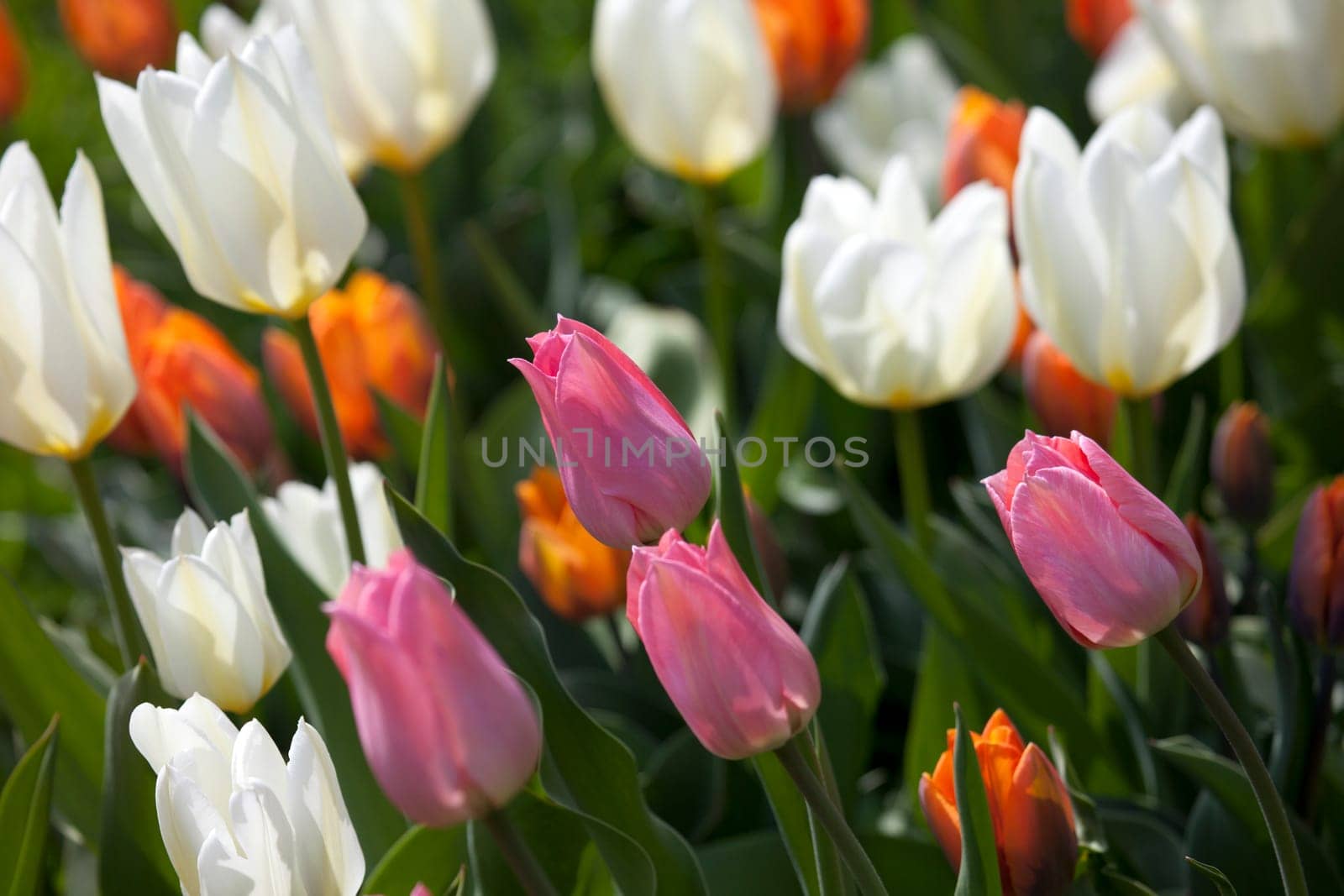 orange, pink and white tulip flower
