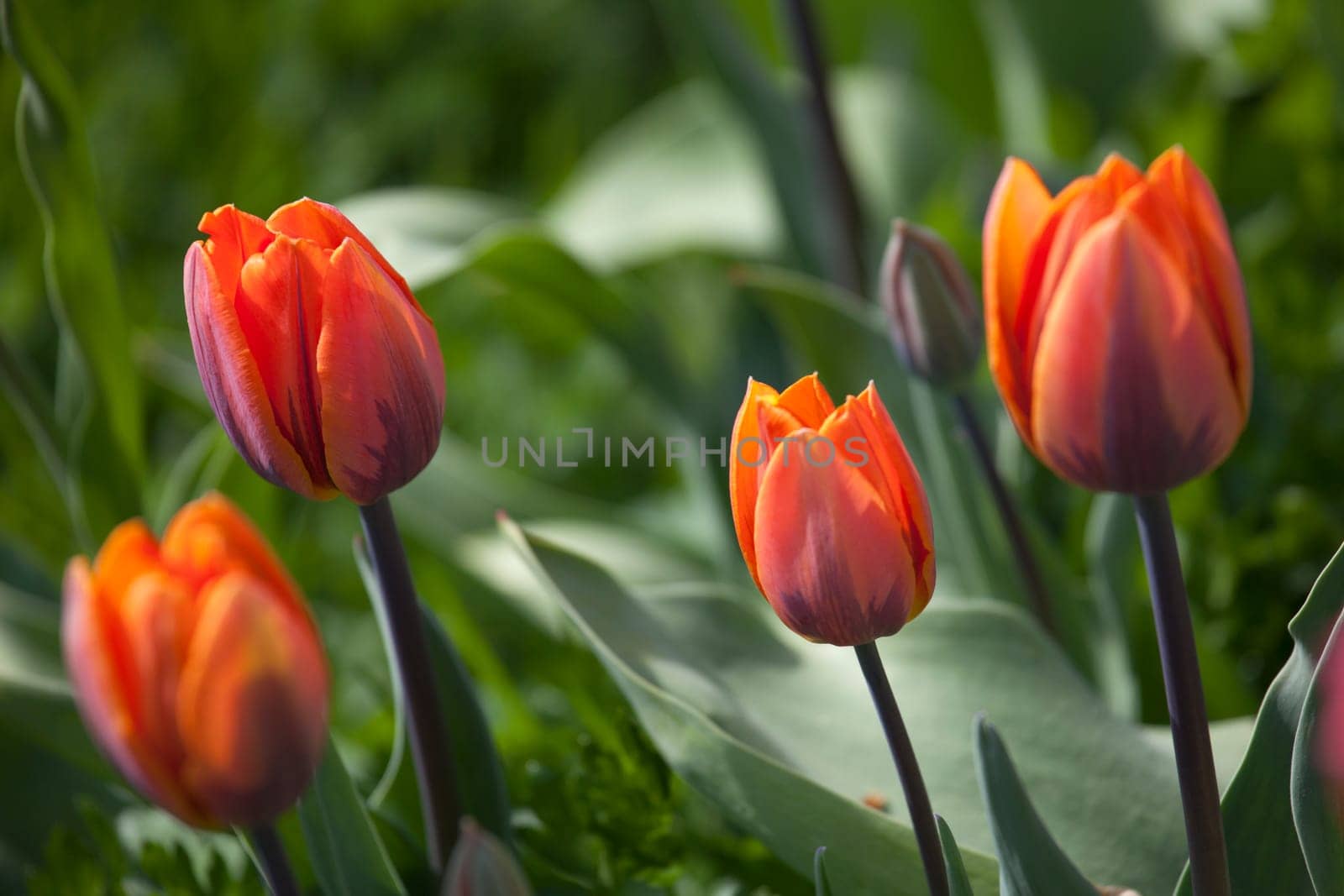 orange tulip flower