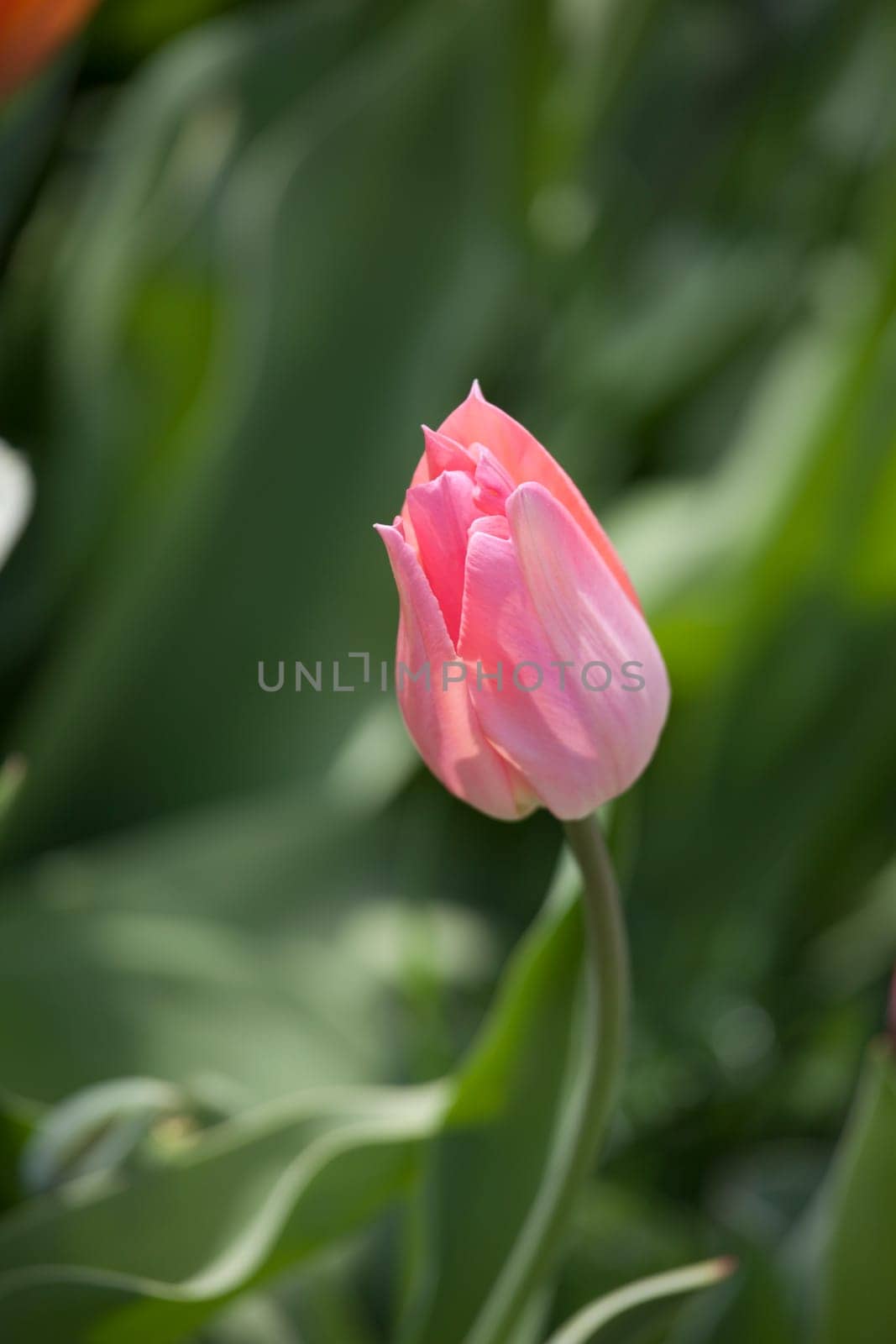 pink tulip flower