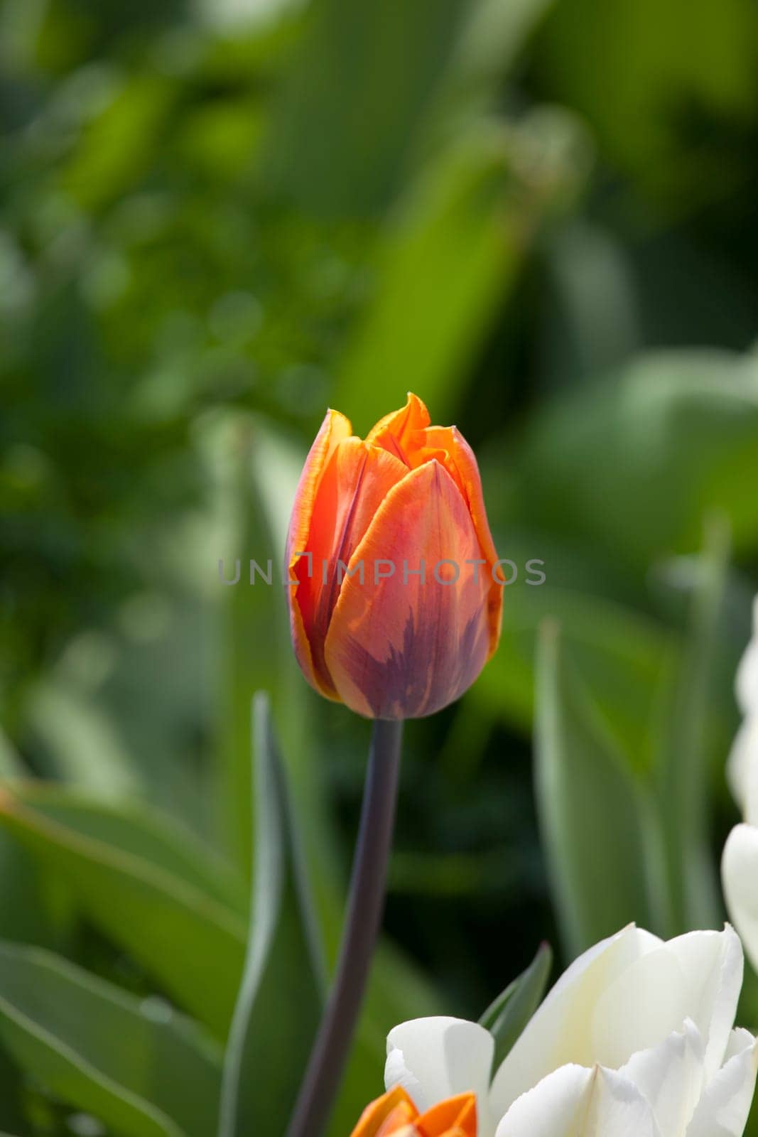 orange tulip flower