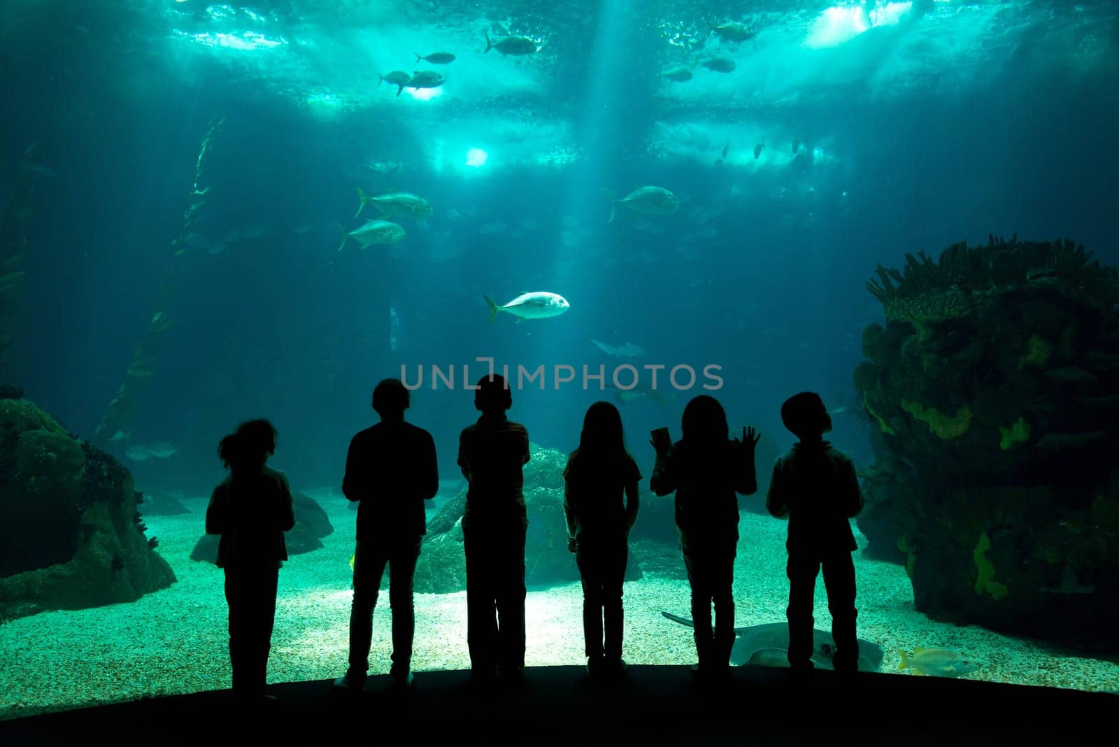 Children in a water park looking at fish through the glass
