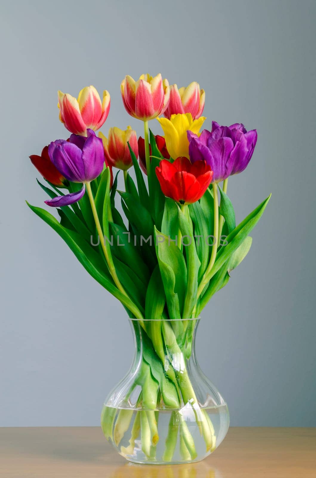 Still life portrayal of brightly colored tulips in a glass vase