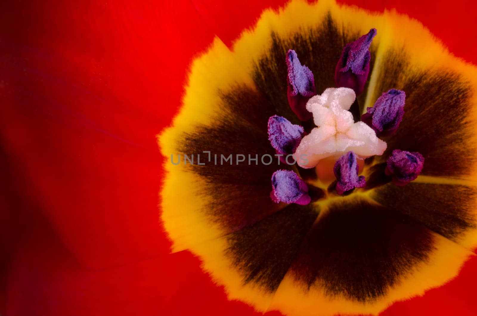 Detail of a brightly colored tulip flower