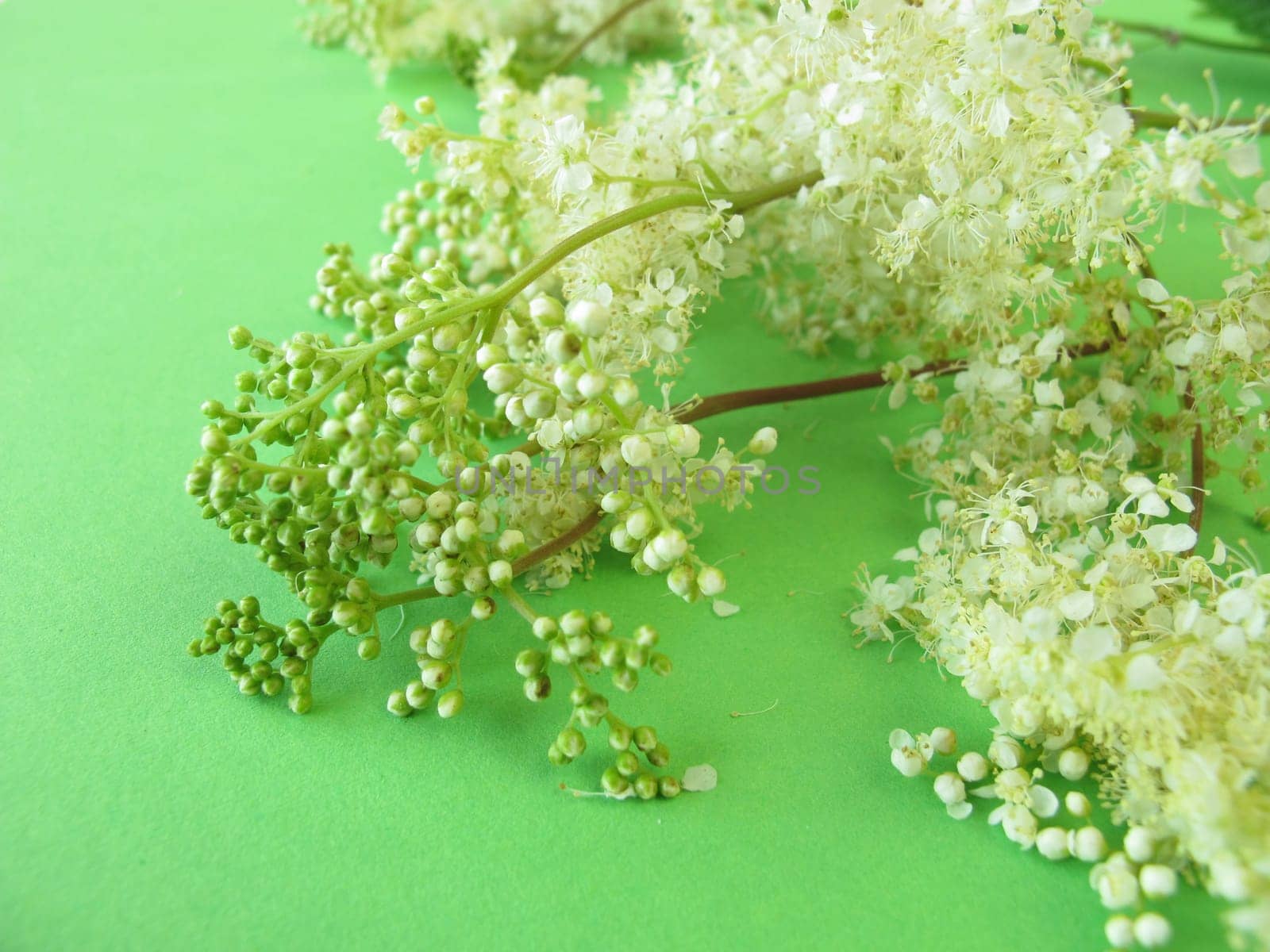 A bouquet of meadowsweet