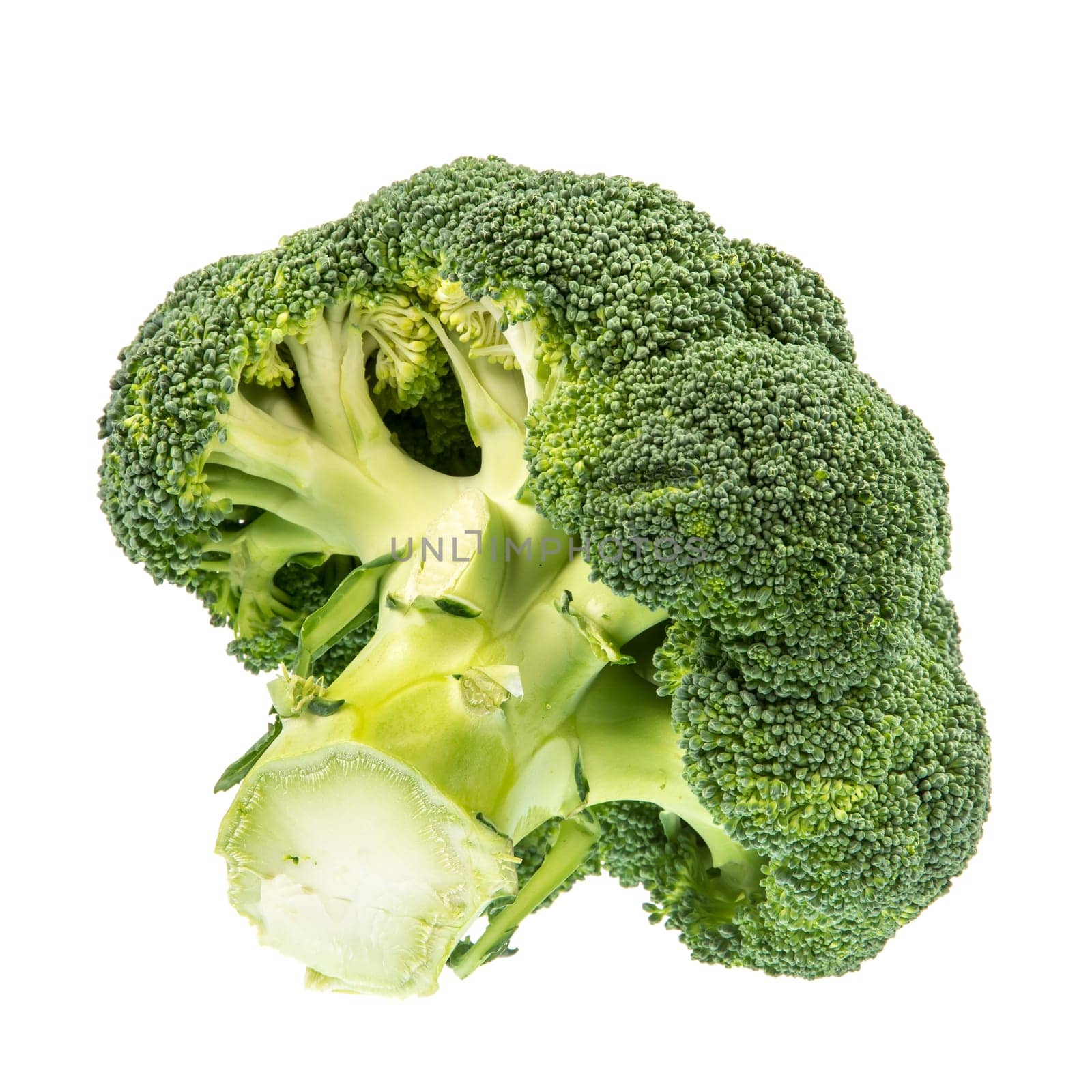 Isolated fresh green broccoli vegetable.