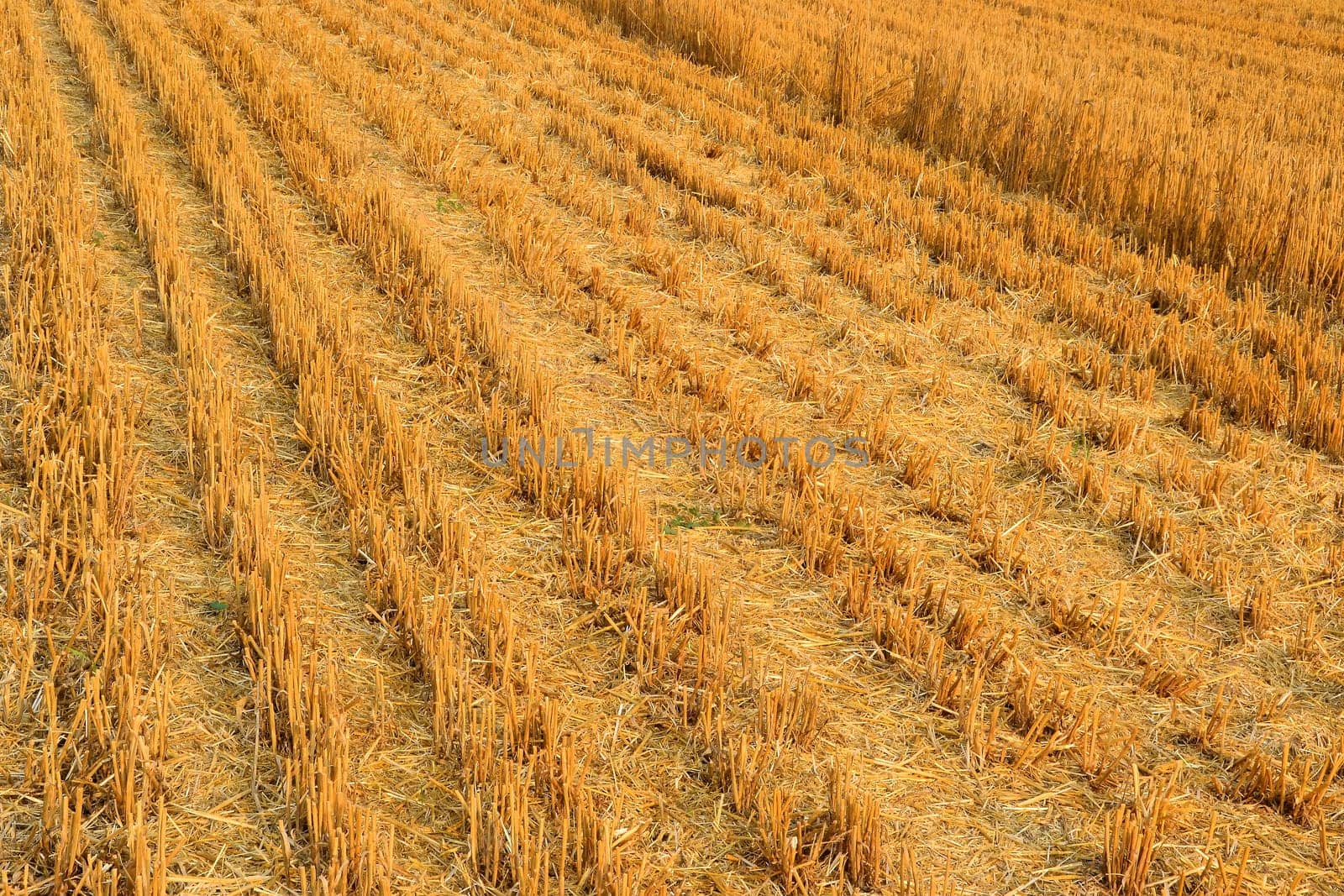 Grain field