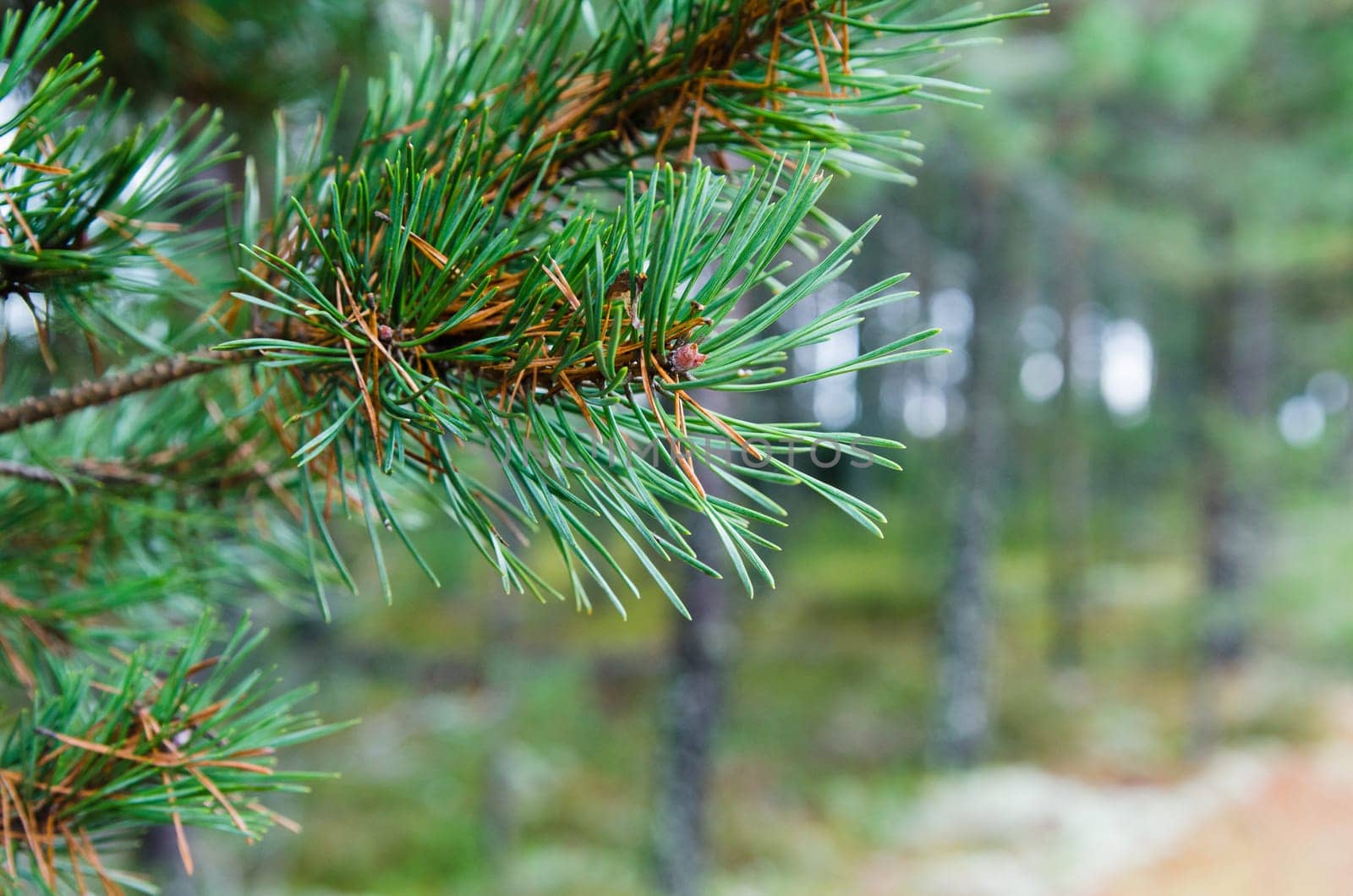 Branch of a pine, close up