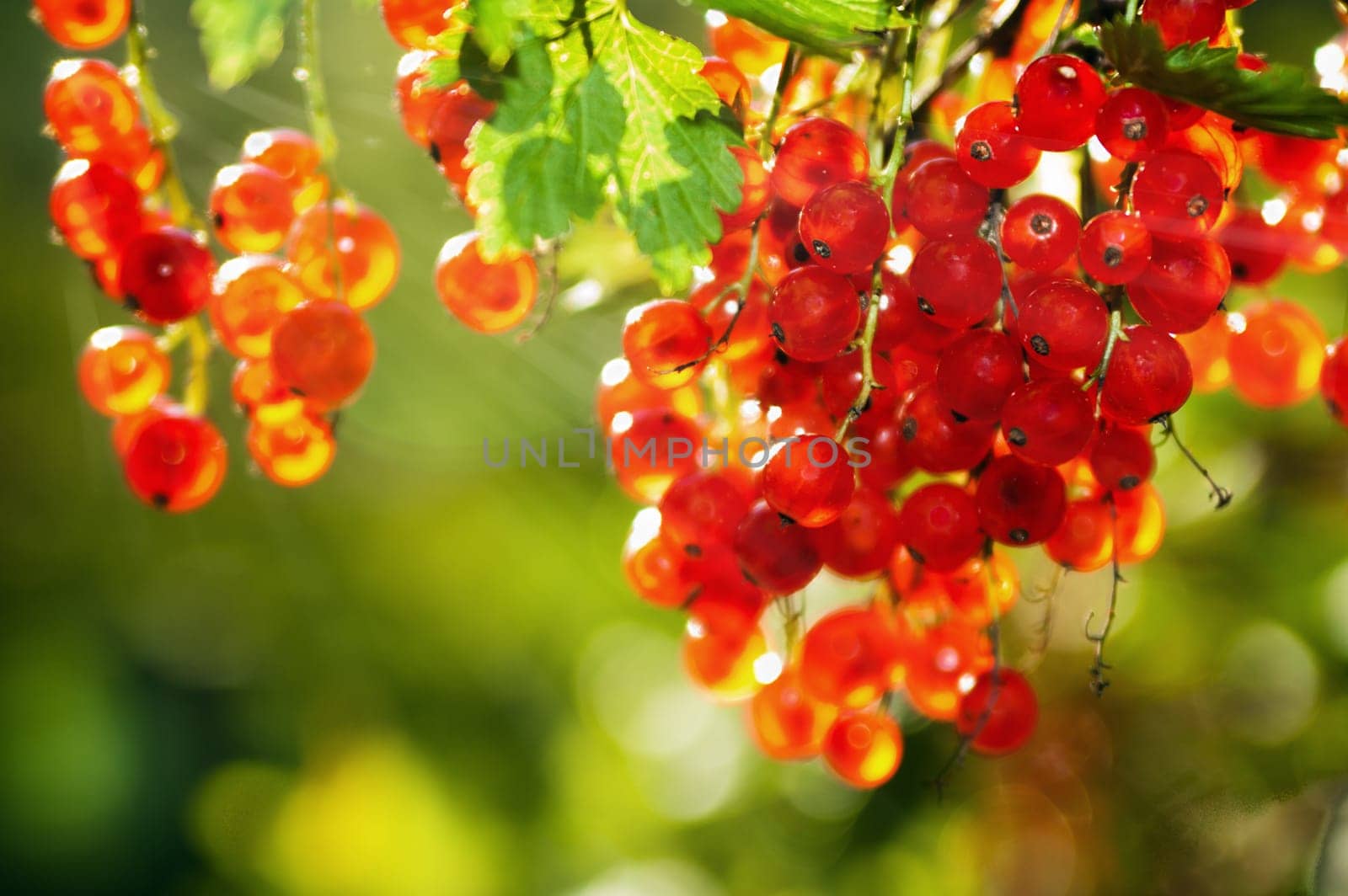 The berries of a red currant shined by solar beams