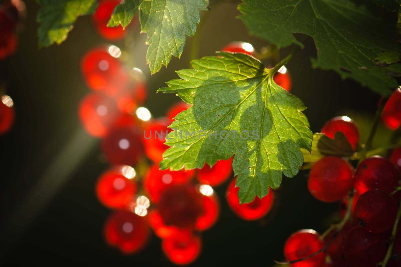 The berries of a red currant shined by solar beams