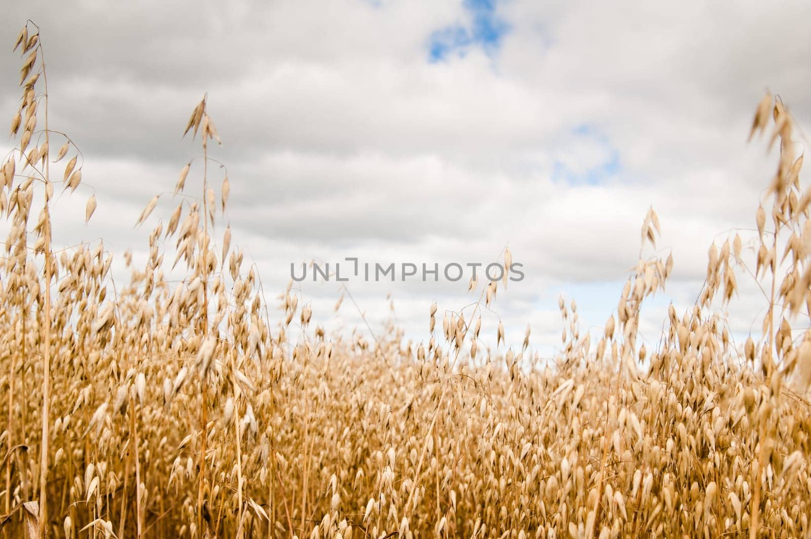 Field of a ripening oats