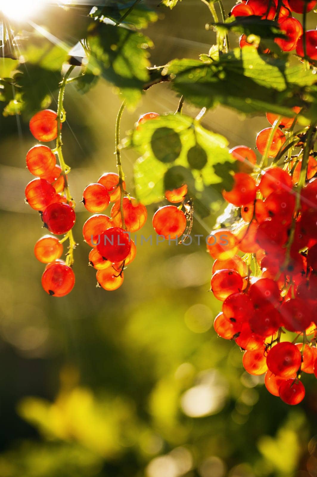 The berries of a red currant shined by solar beams