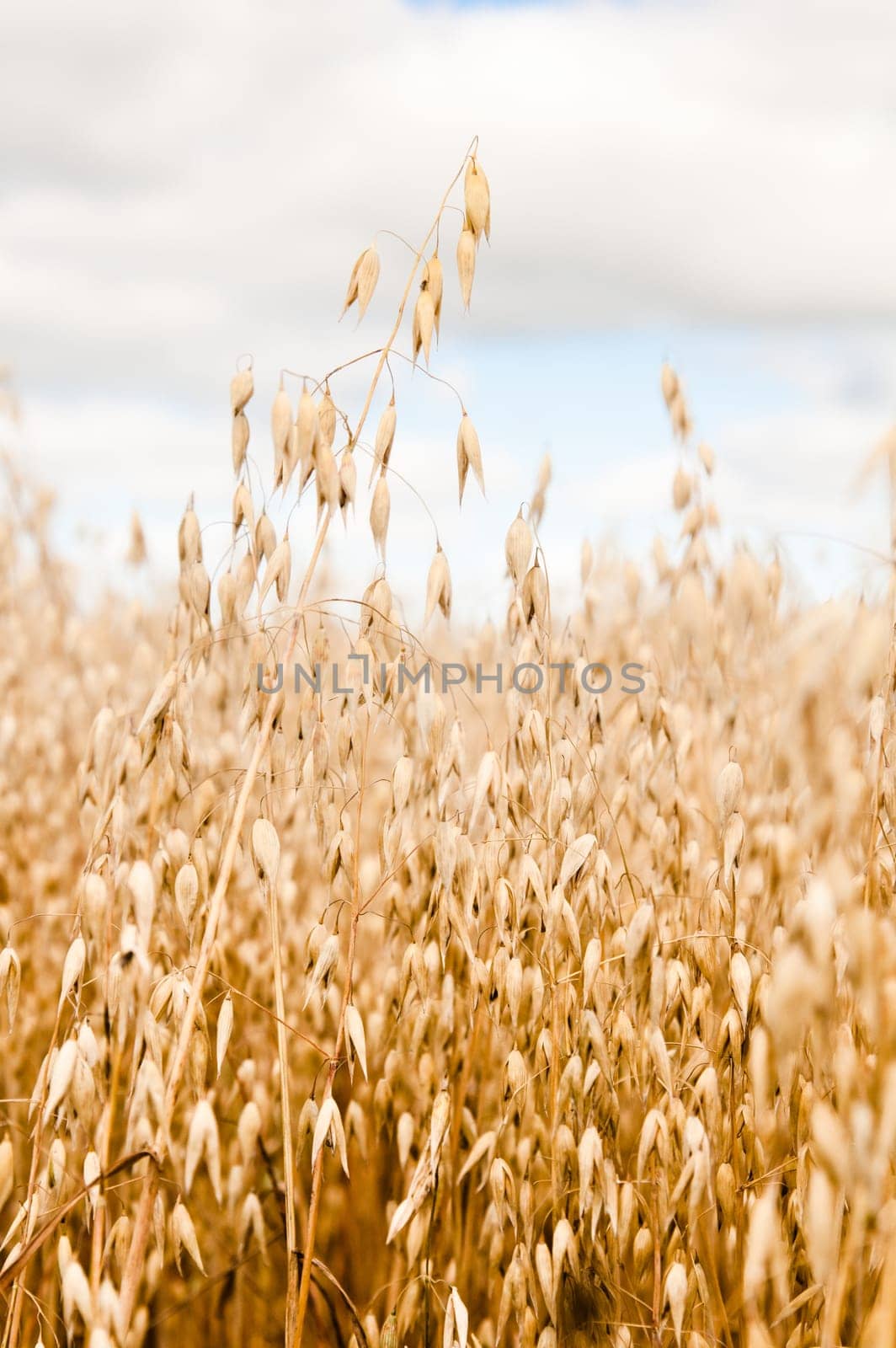 Field of a ripening oats