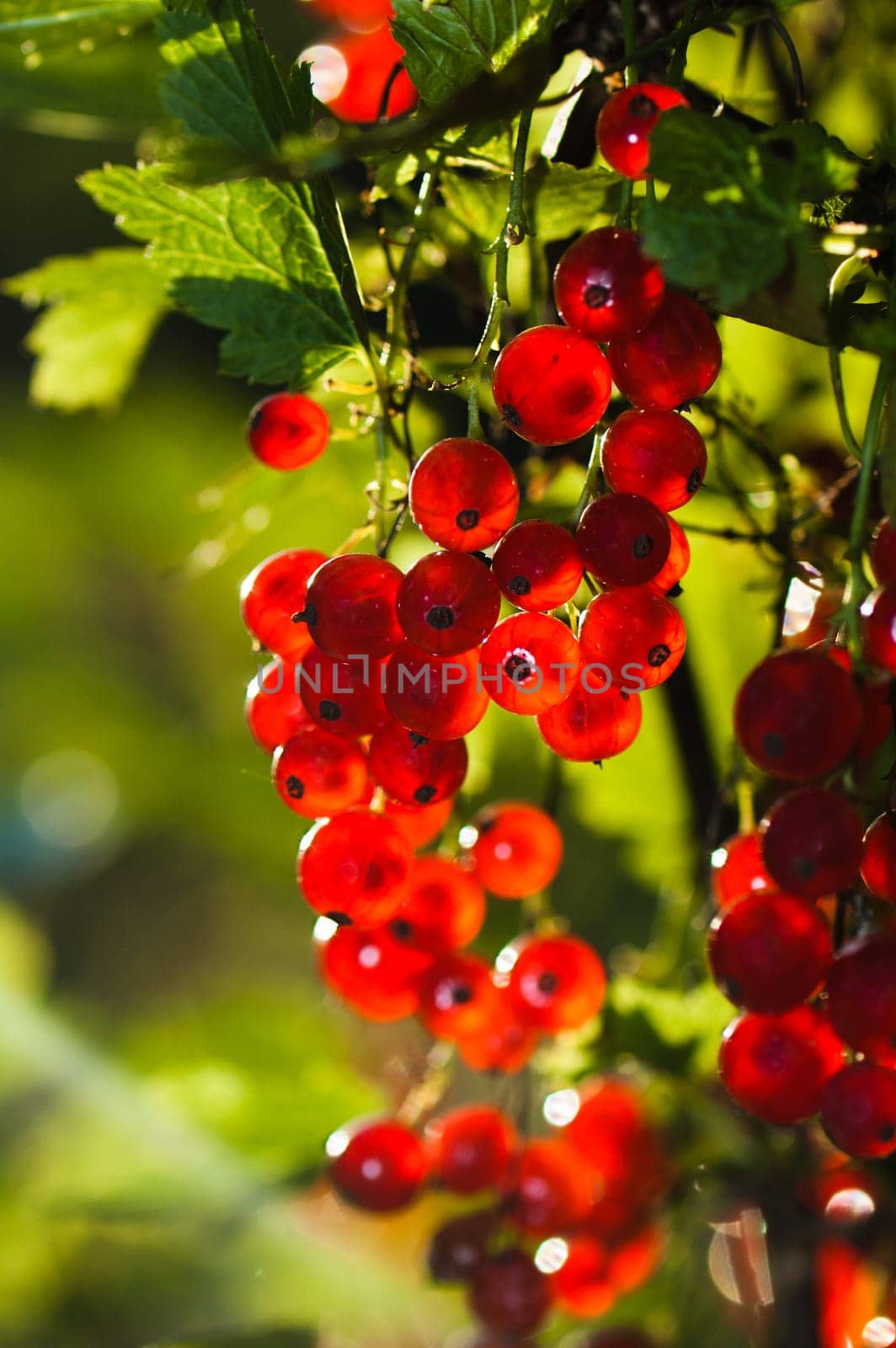 The berries of a red currant shined by solar beams