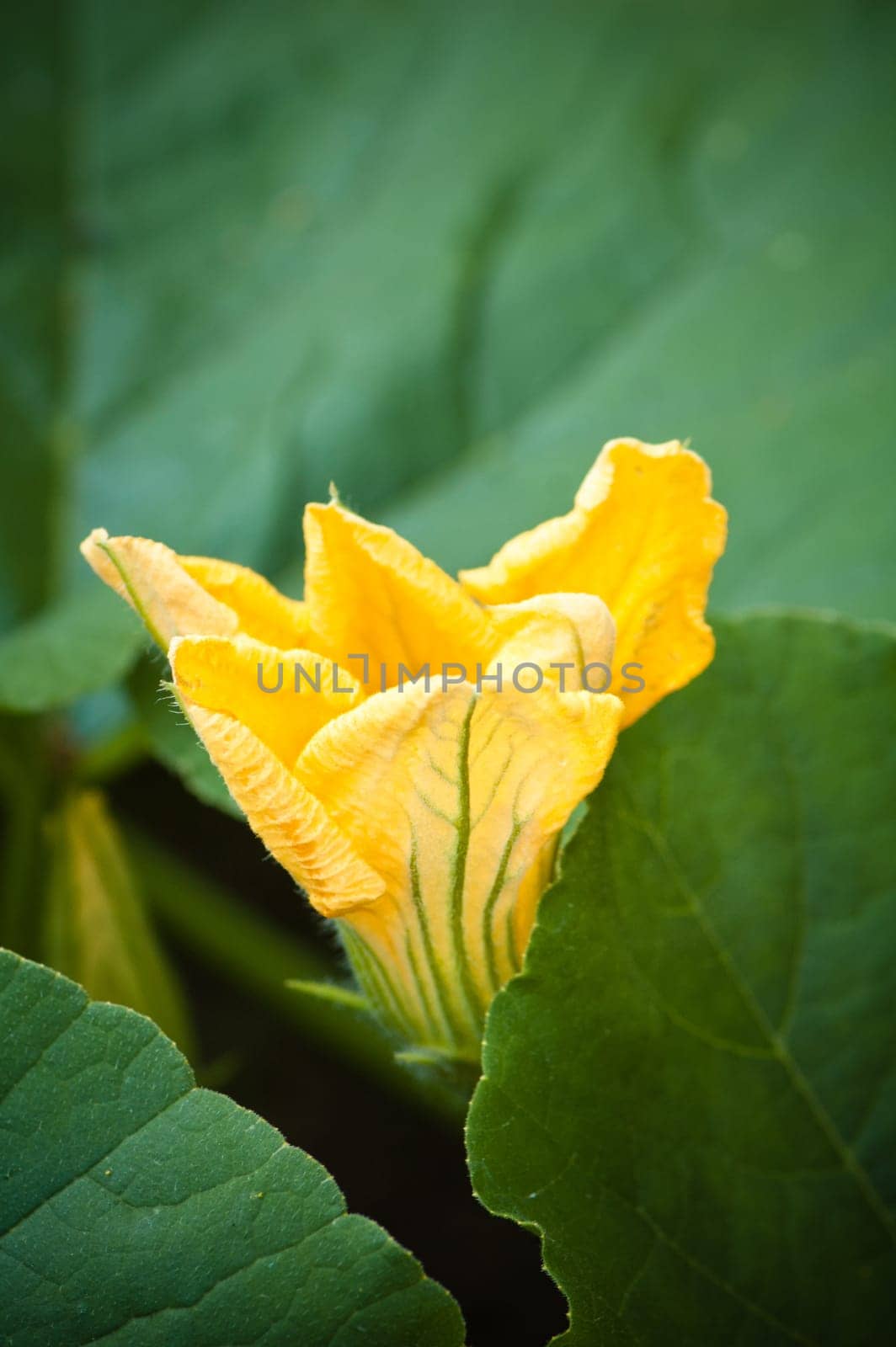 Yellow pumpkin flower among green leaves
