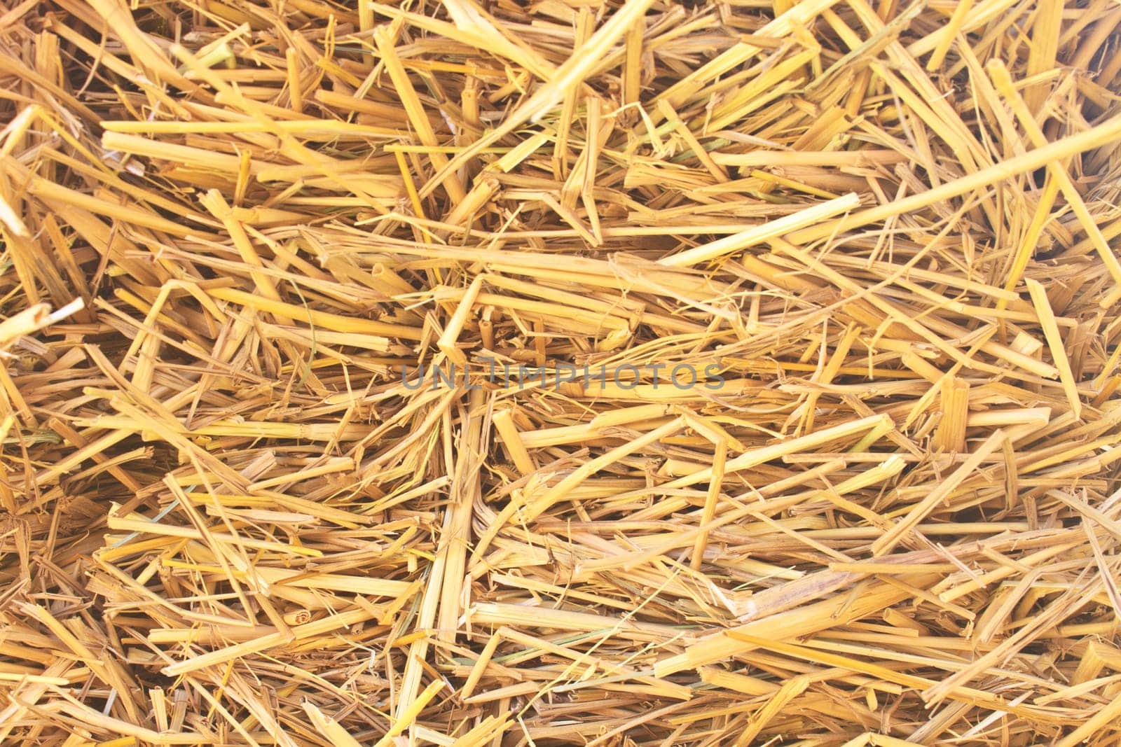 Rice straw background and texture