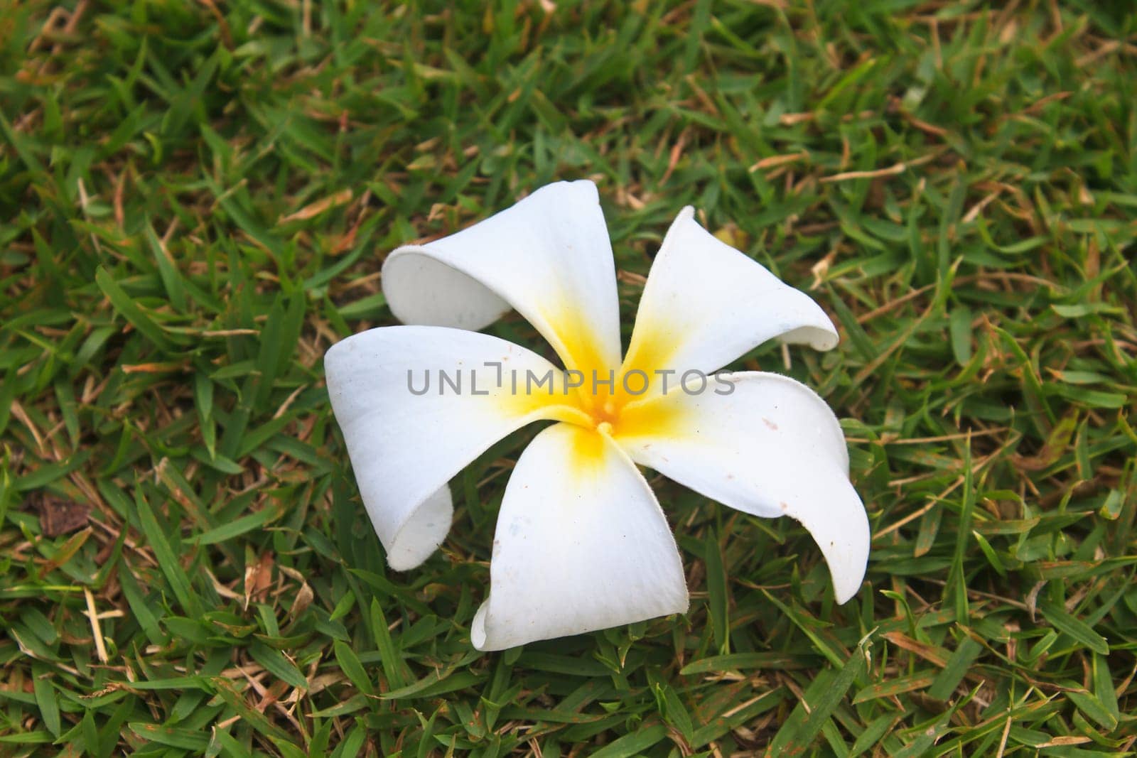 Plumeria flower, Frangipani, on grass background