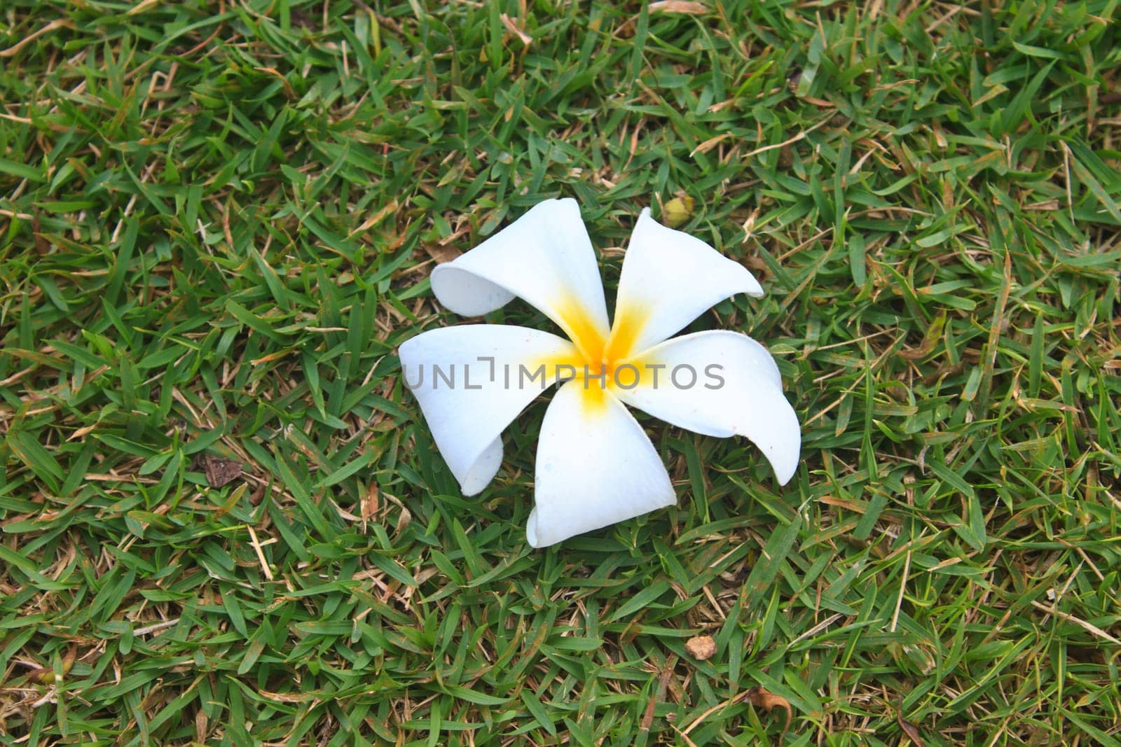 Plumeria flower, Frangipani, on grass background