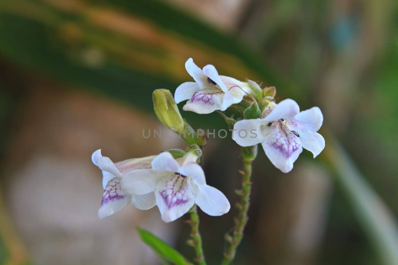 flower from Thailand, close up white flower in forest Thailand