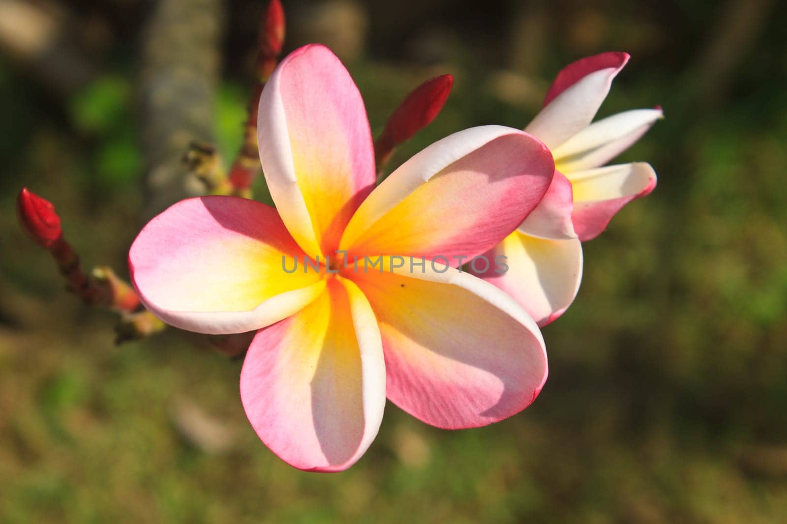 Frangipani (Plumeria) blossoms on  tree