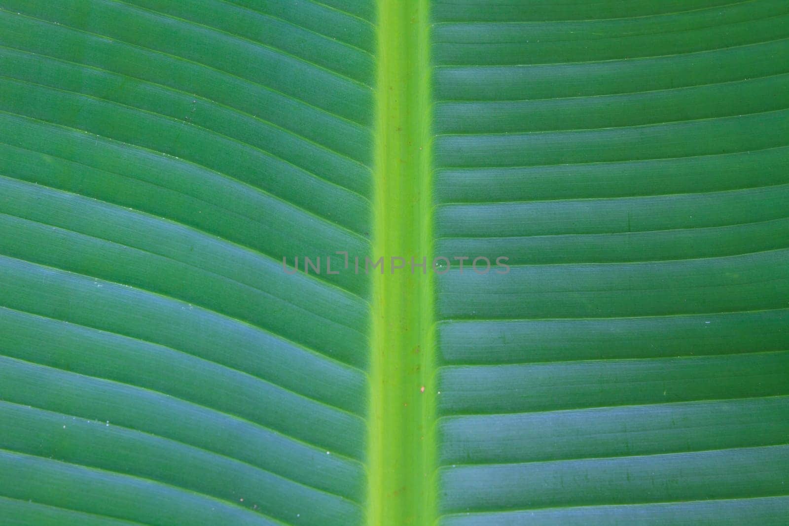 Green banana leaves texture for background
