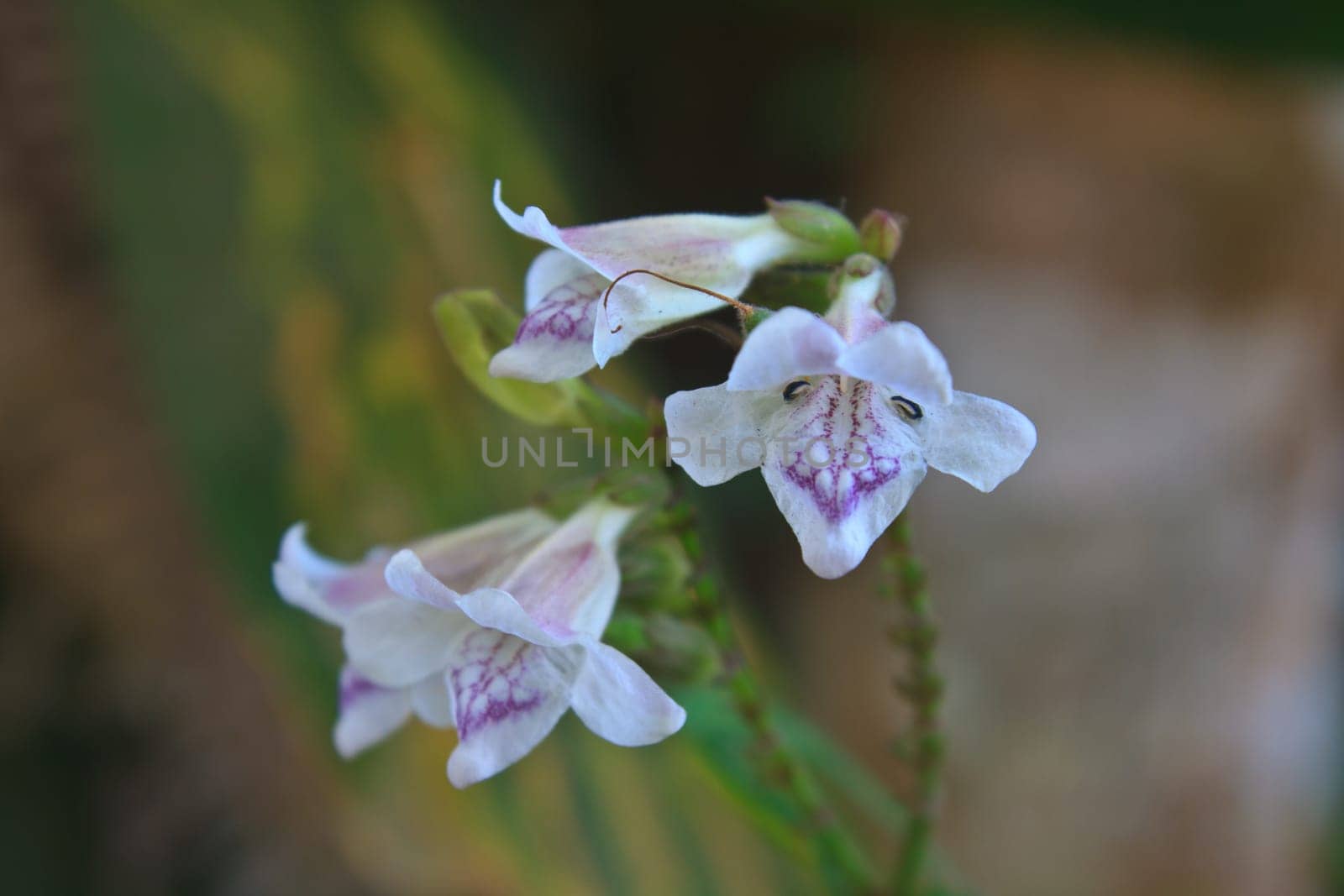 flower from Thailand, close up white flower in forest Thailand