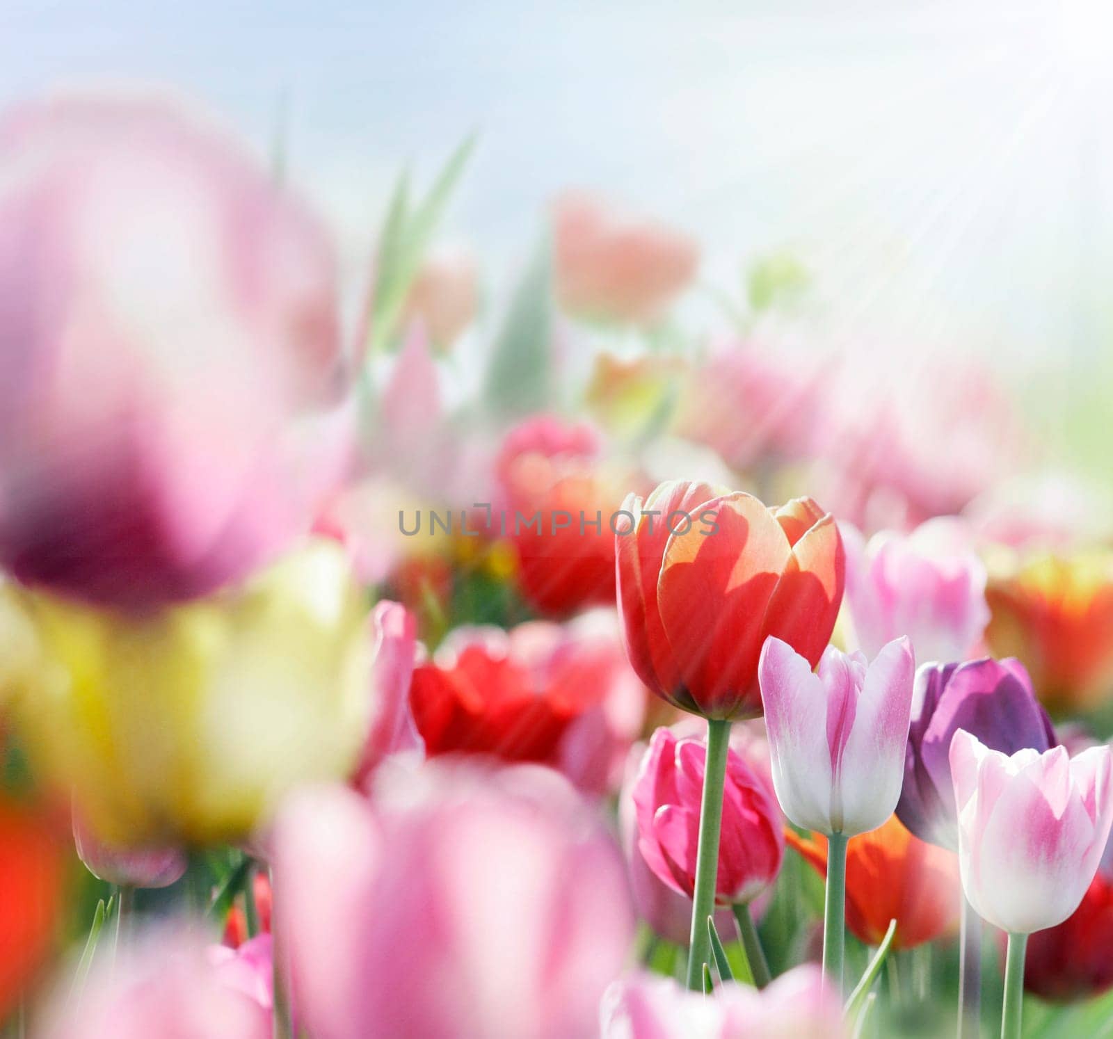 colorful blooming tulips,lower saxony
