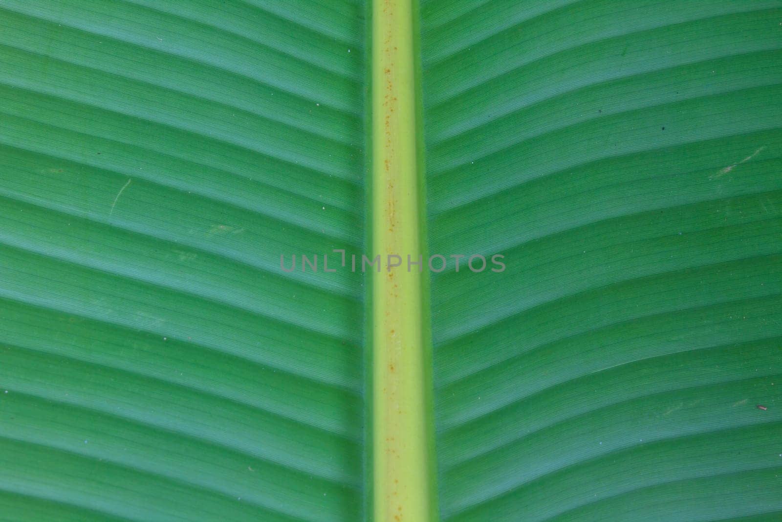 Green banana leaves texture for background