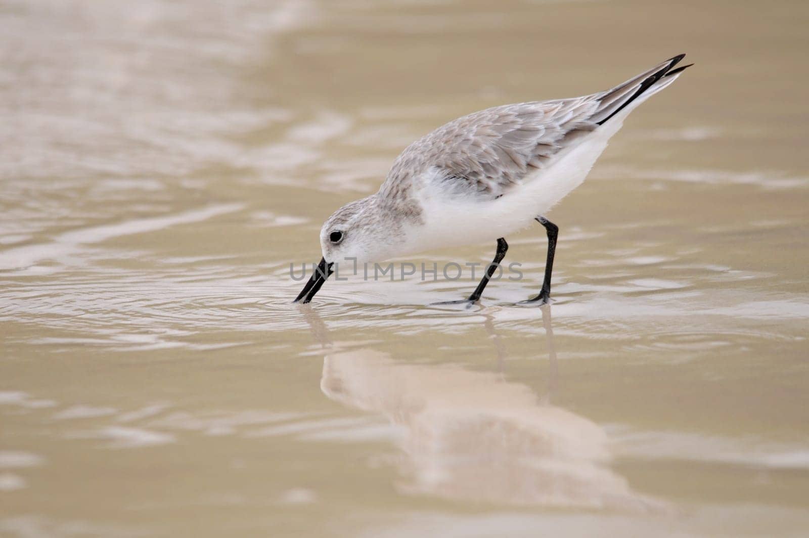 Photographed in Santa Cruz - Galapagos