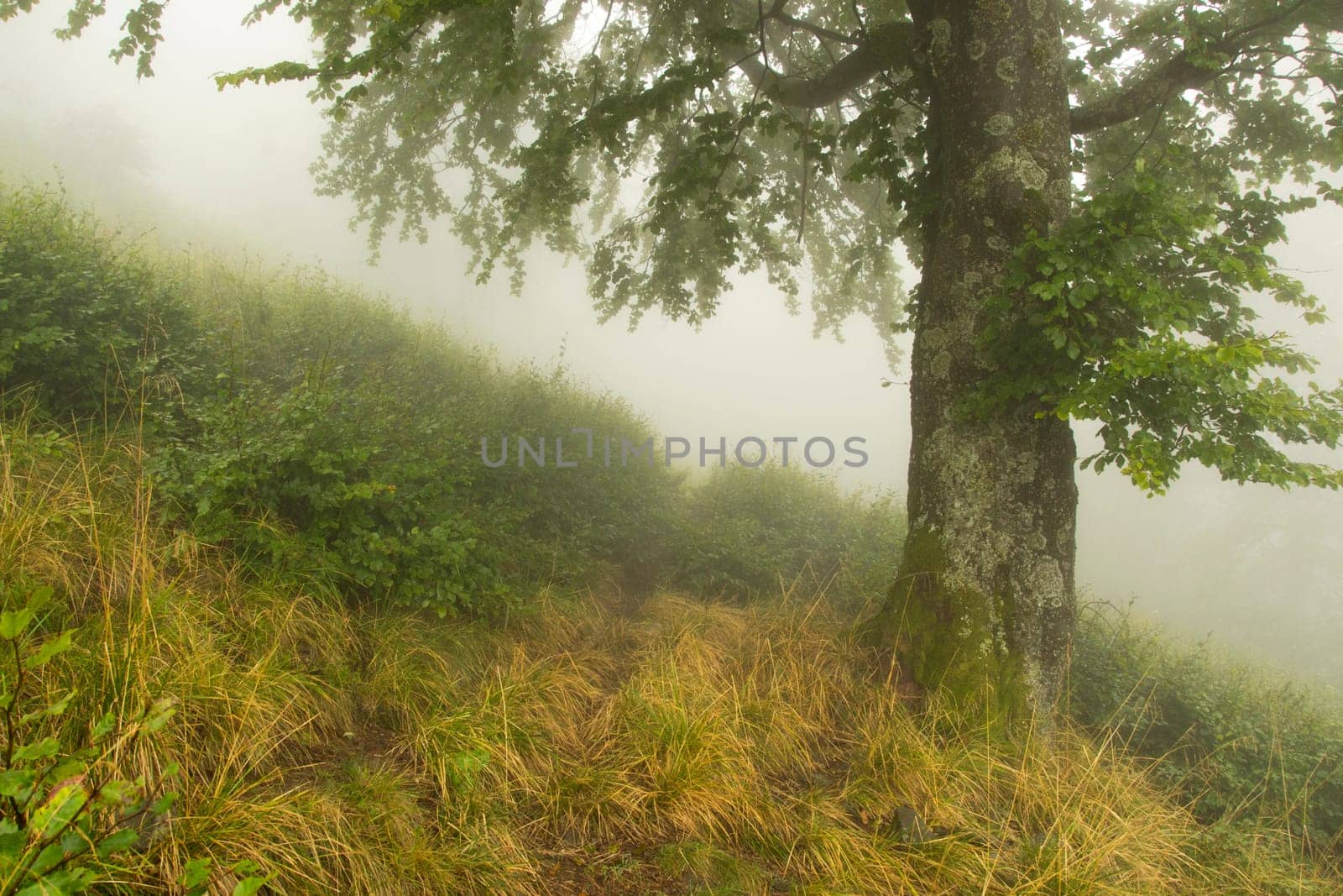 path near a tree in the fog