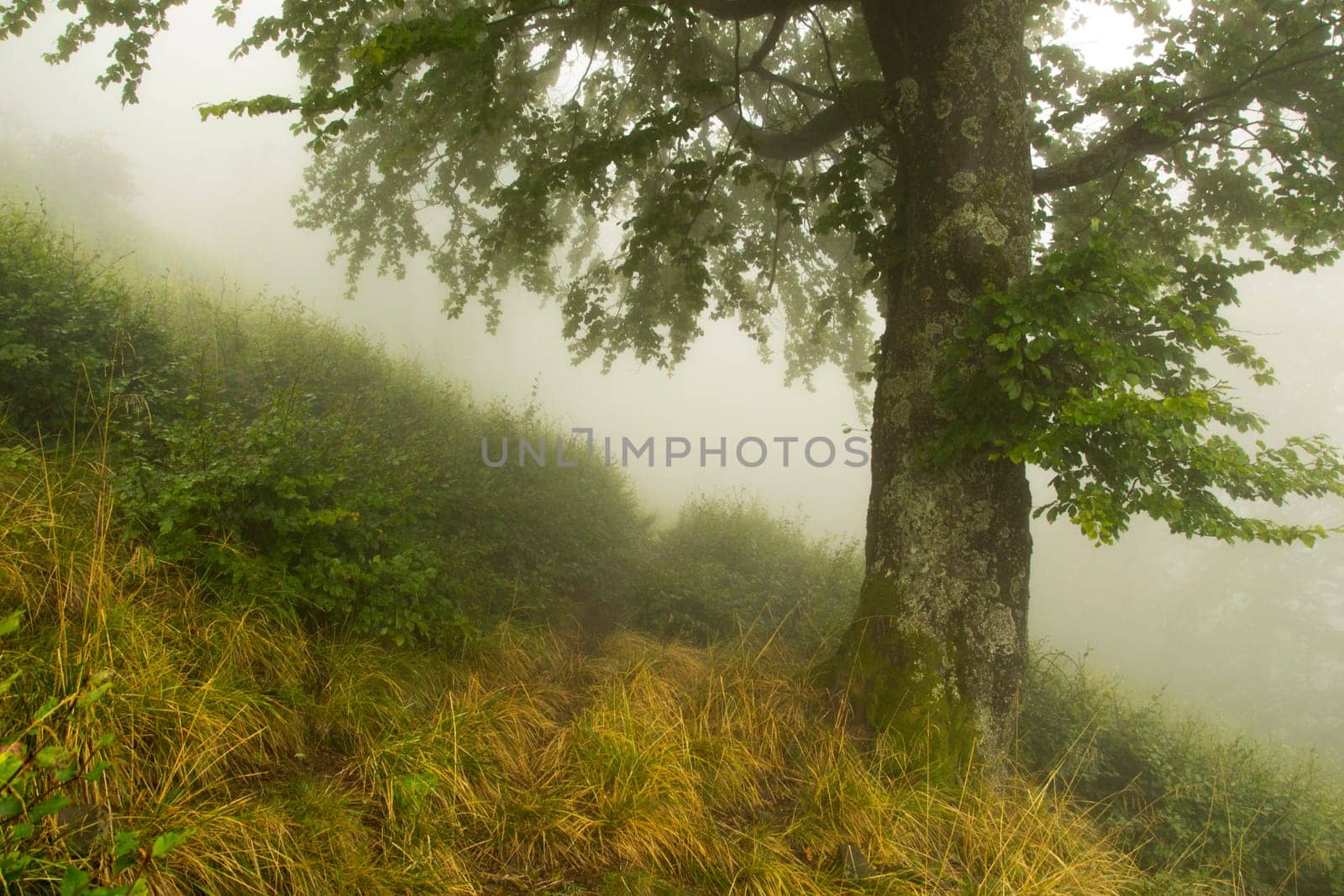 path near a tree in the fog