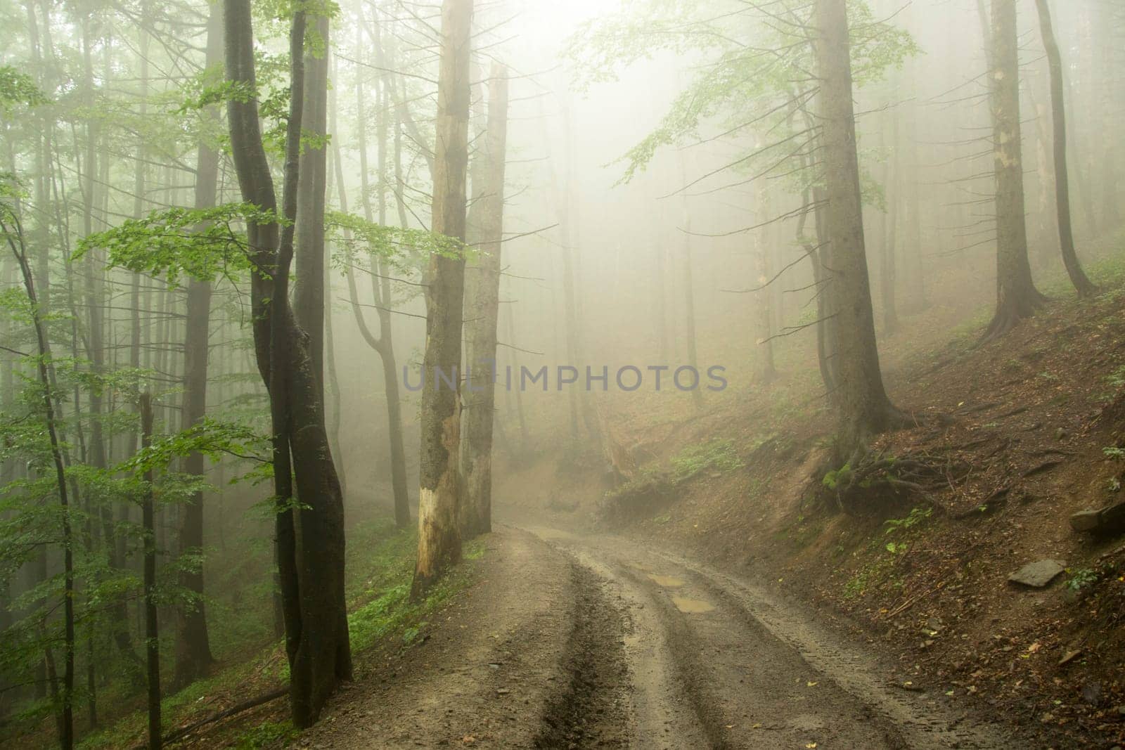 path near a tree in the fog