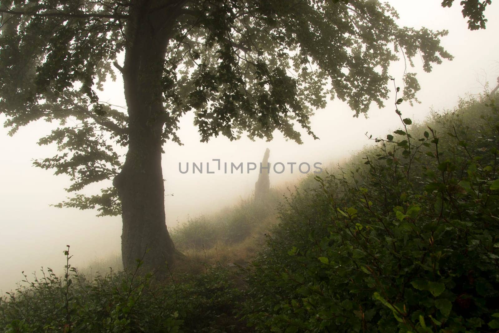 path near a tree in the fog