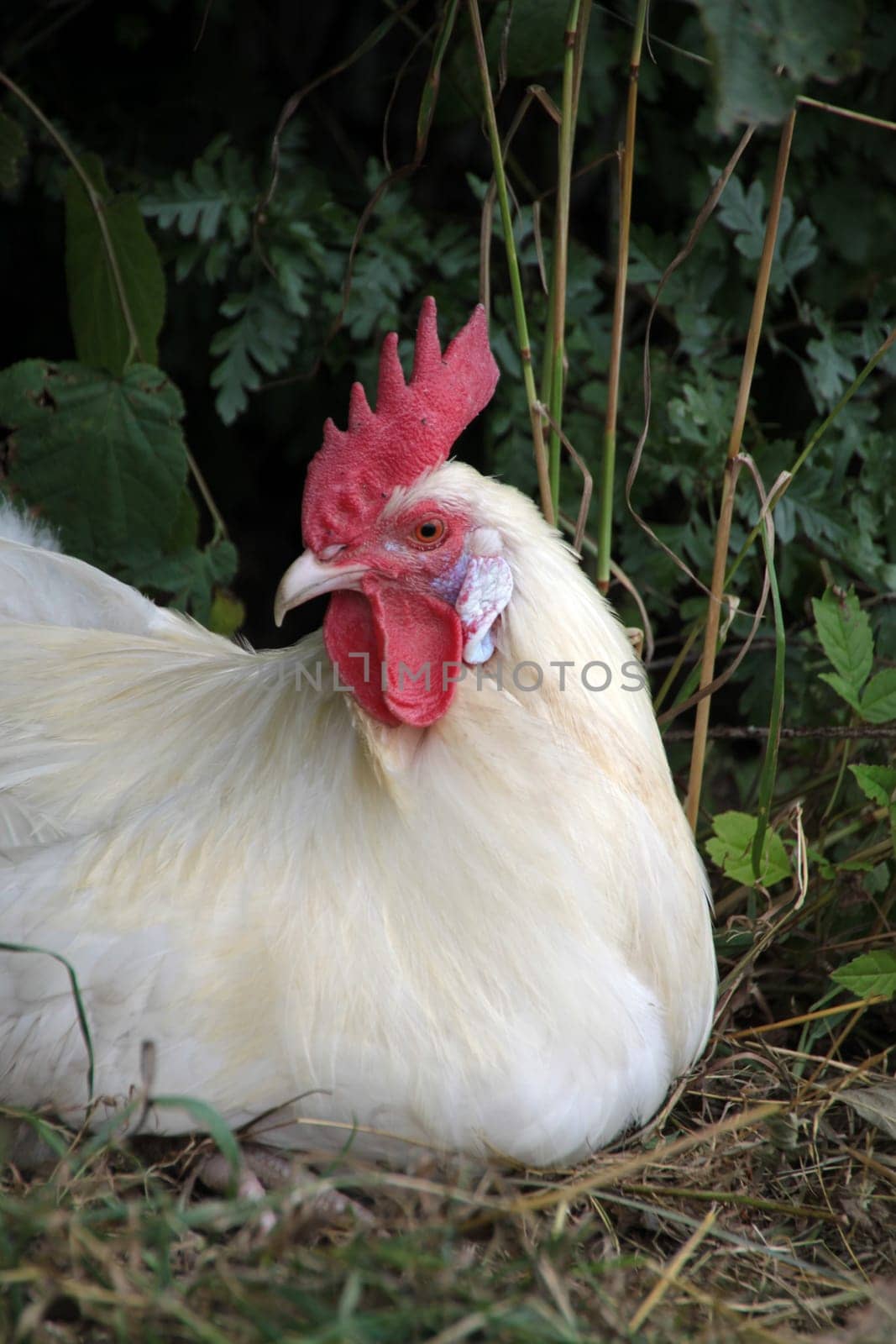 Reclining white rooster