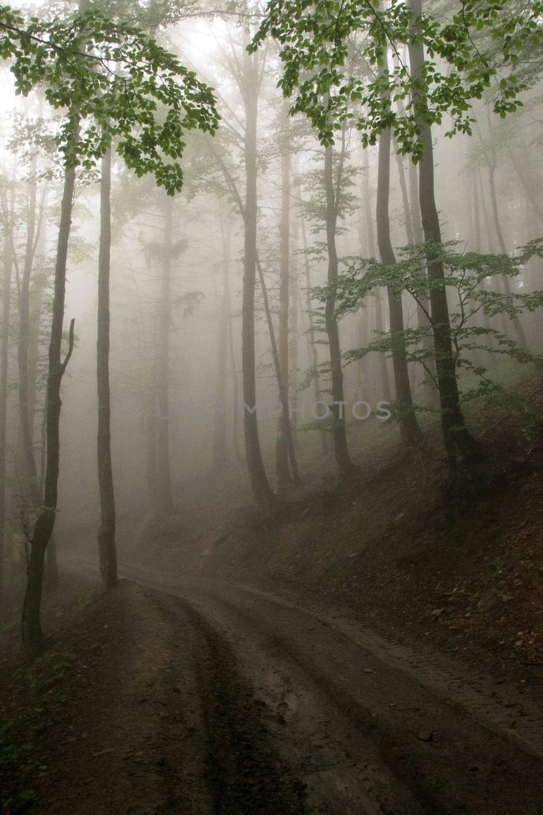 path near a tree in the fog